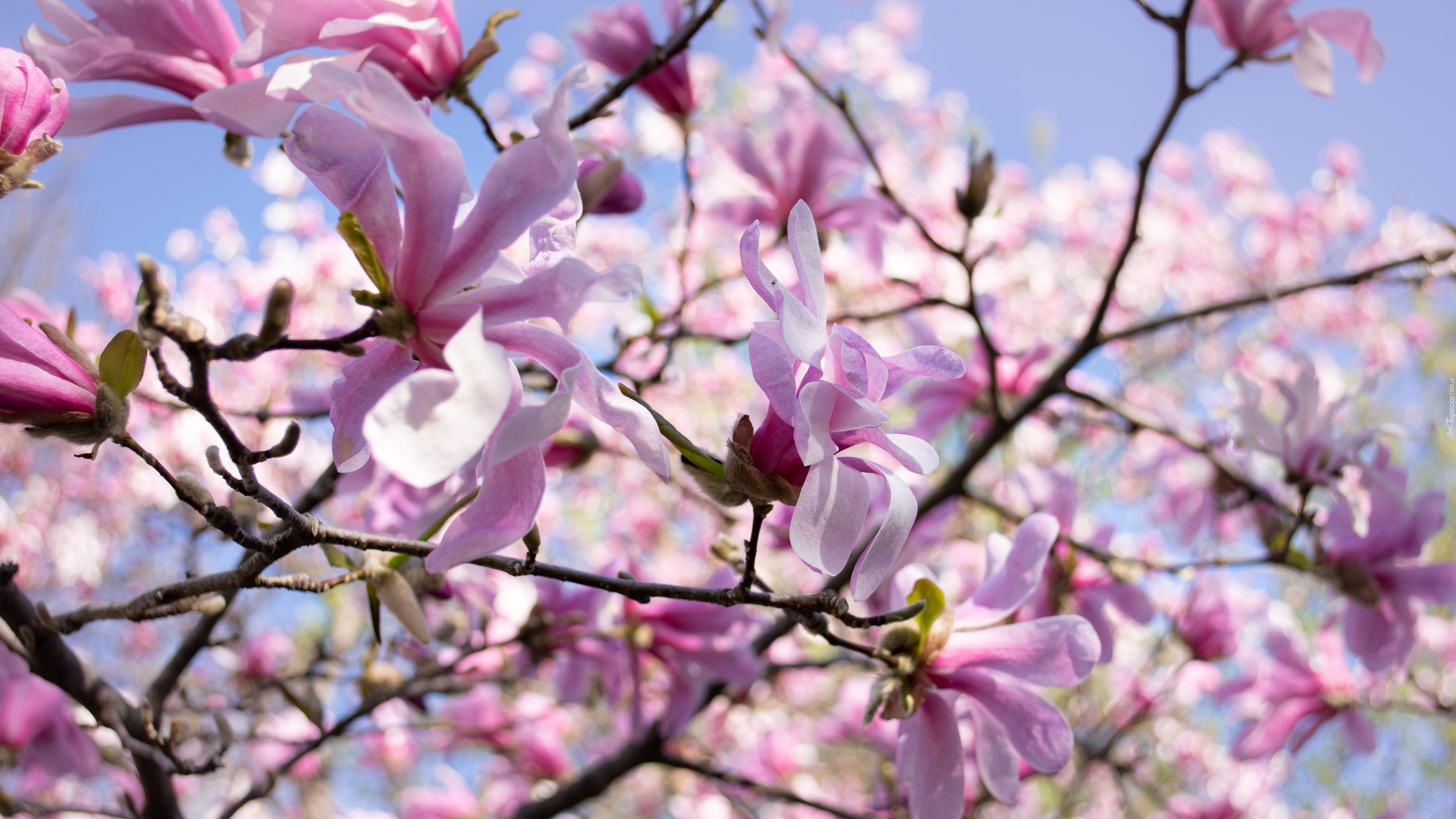 Magnolia, Płatki, Różowe, Kwiaty, Wiosna