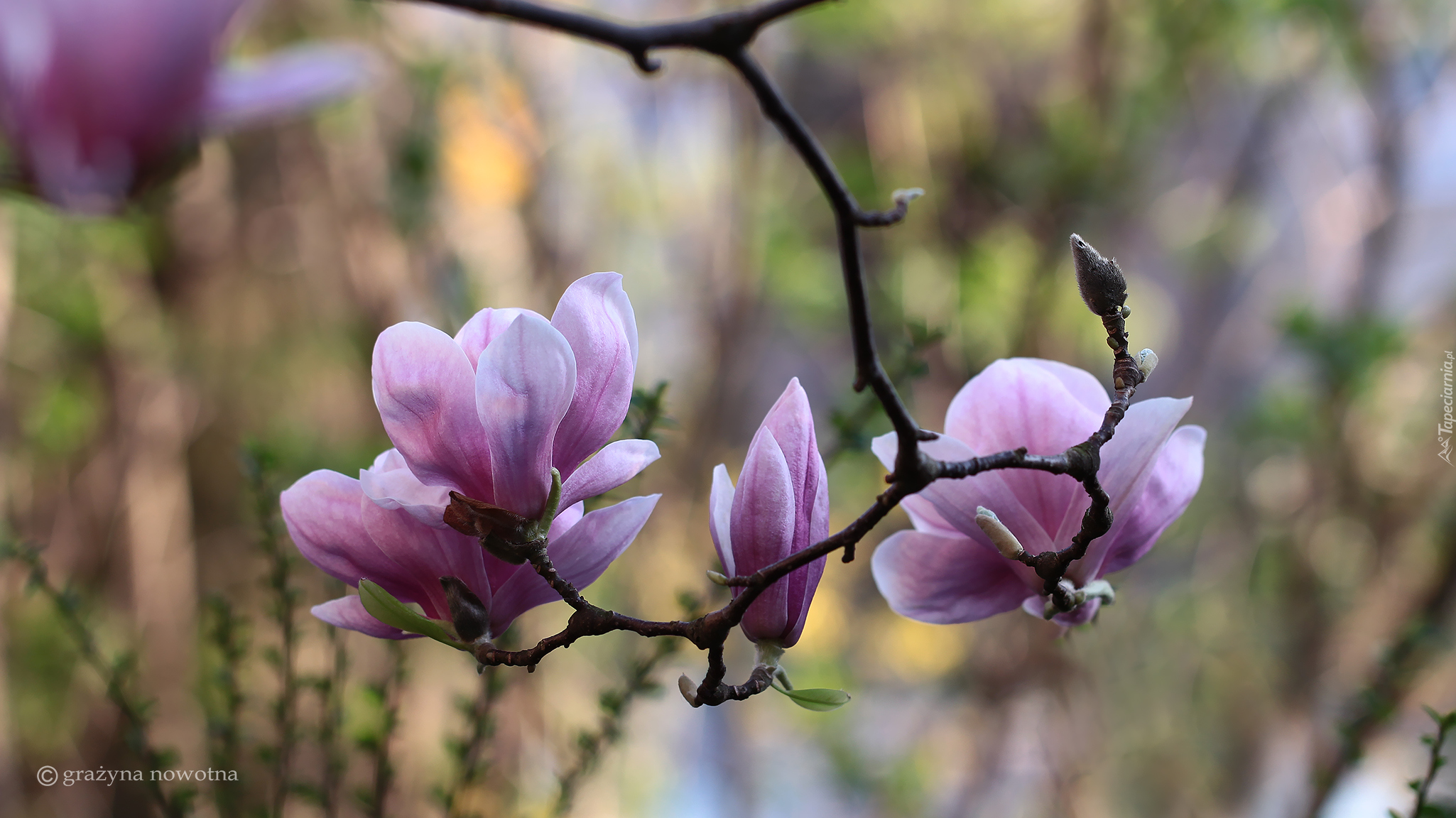 Różowa, Magnolia, Kwiaty, Gałązka