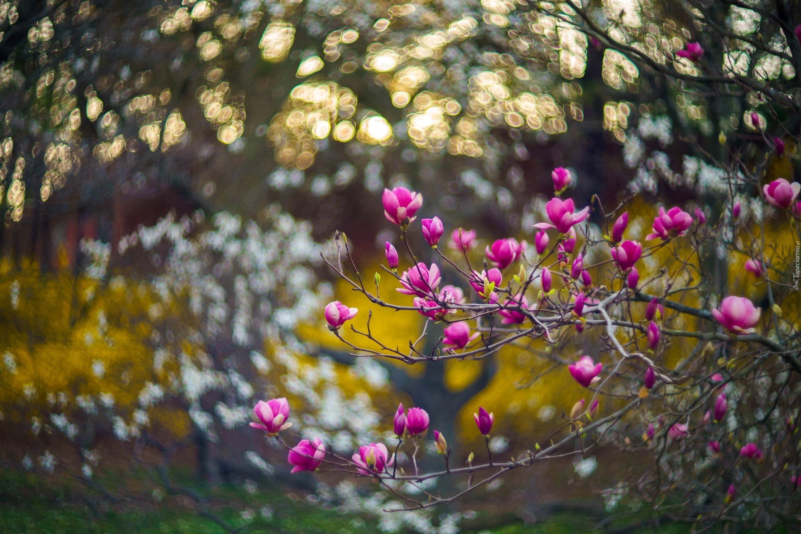 Magnolia, Gałąź, Kwiaty