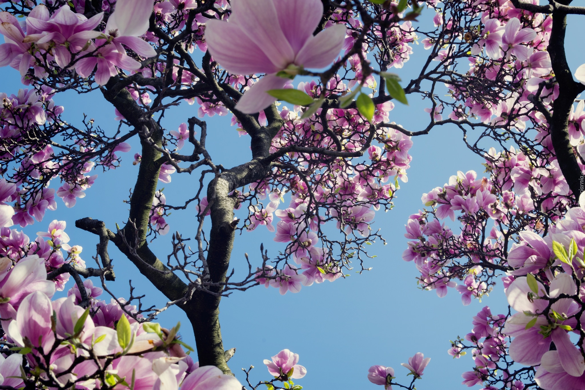 Magnolia, Kwiaty, Wiosna