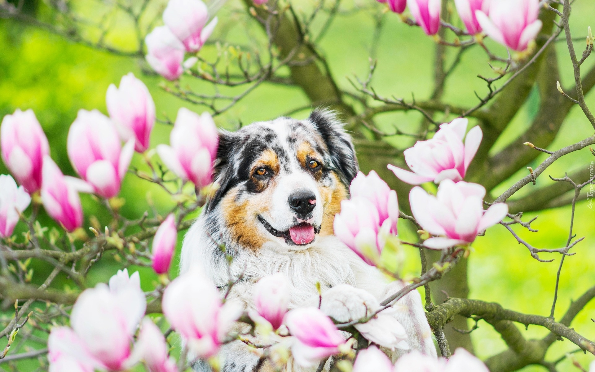 Magnolia, Owczarek australijski, Australian shepherd