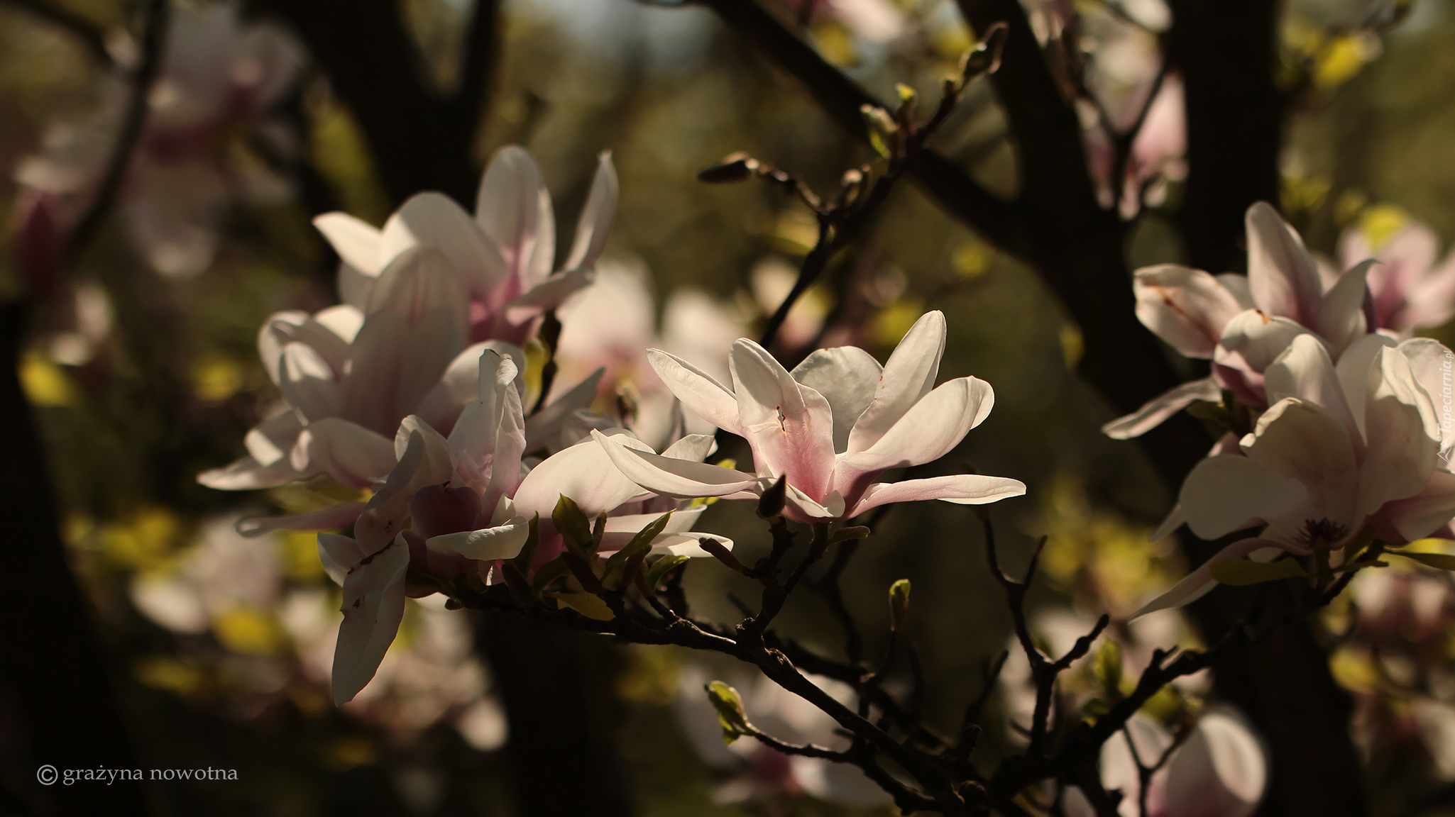 Krzew, Magnolia, Różowe, Kwiaty