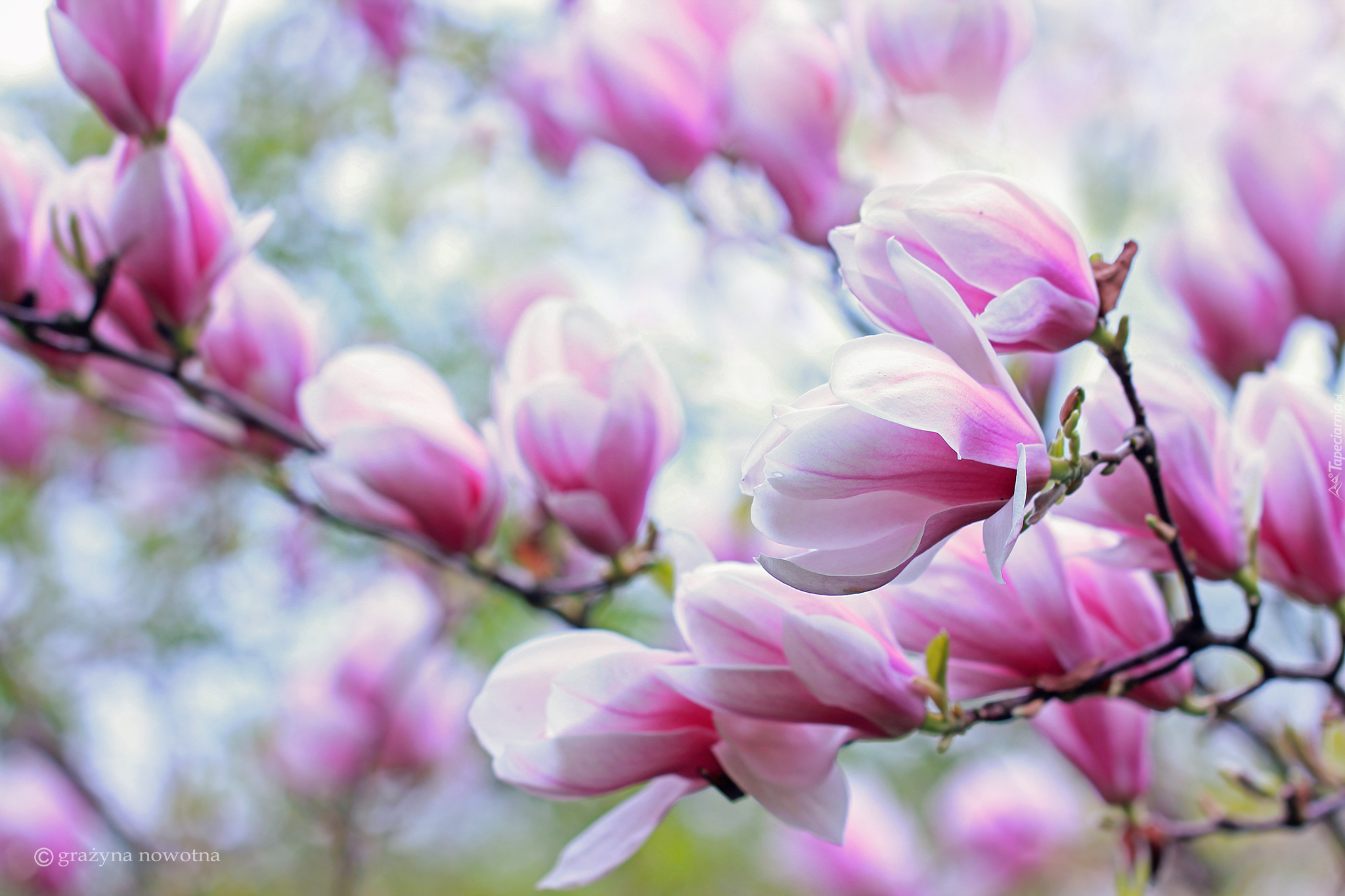 Różowa, Magnolia, Kwiaty