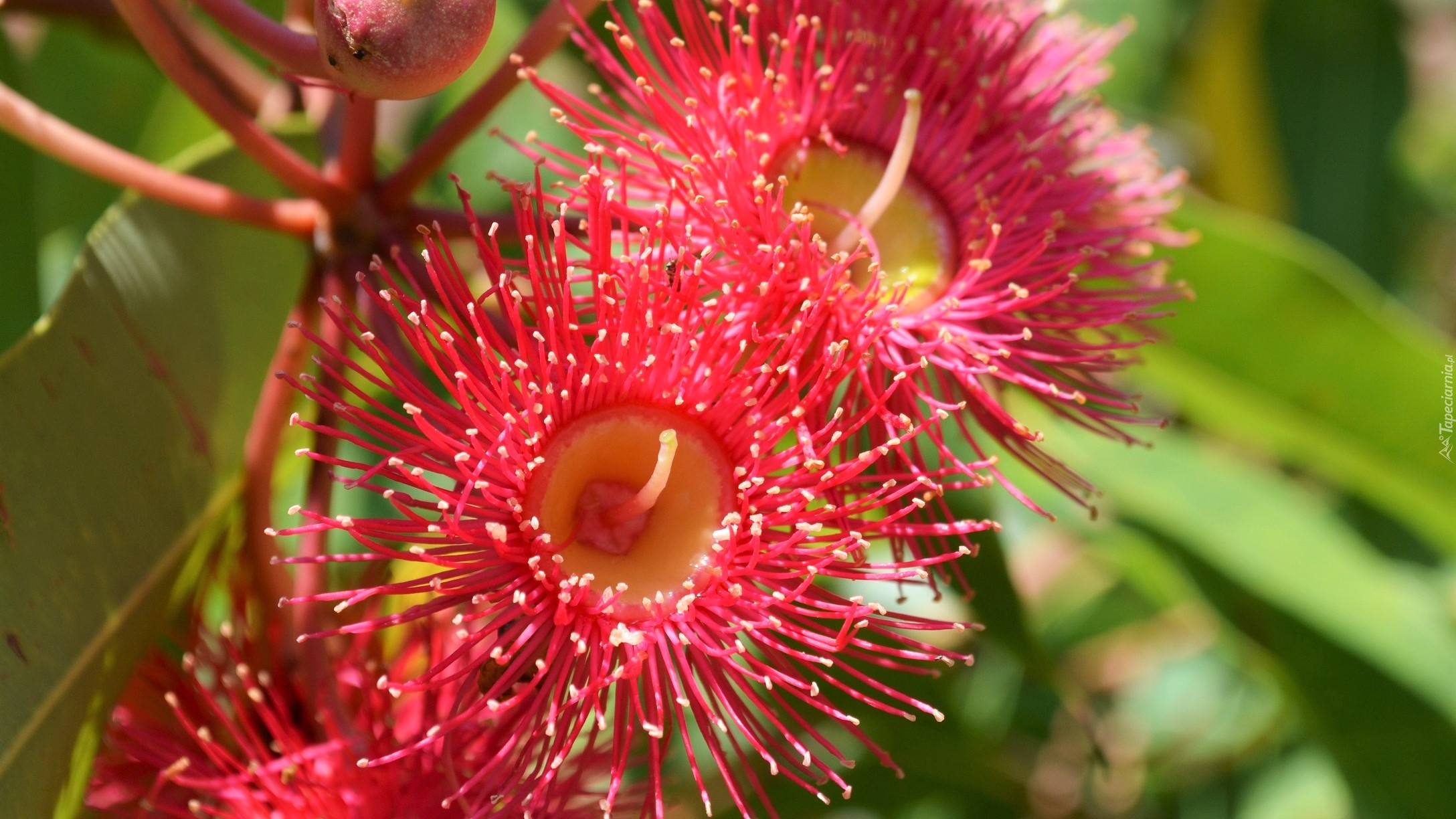 Kwiat, Drzewo, Corymbia Ficifolia