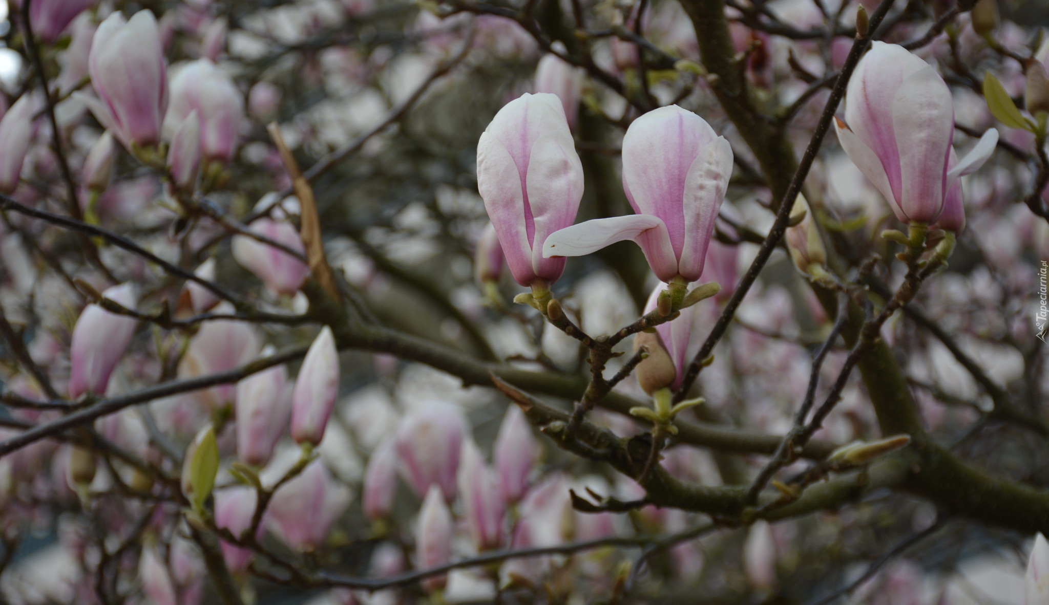 Magnolia, Gałązki, Różowe, Kwiaty