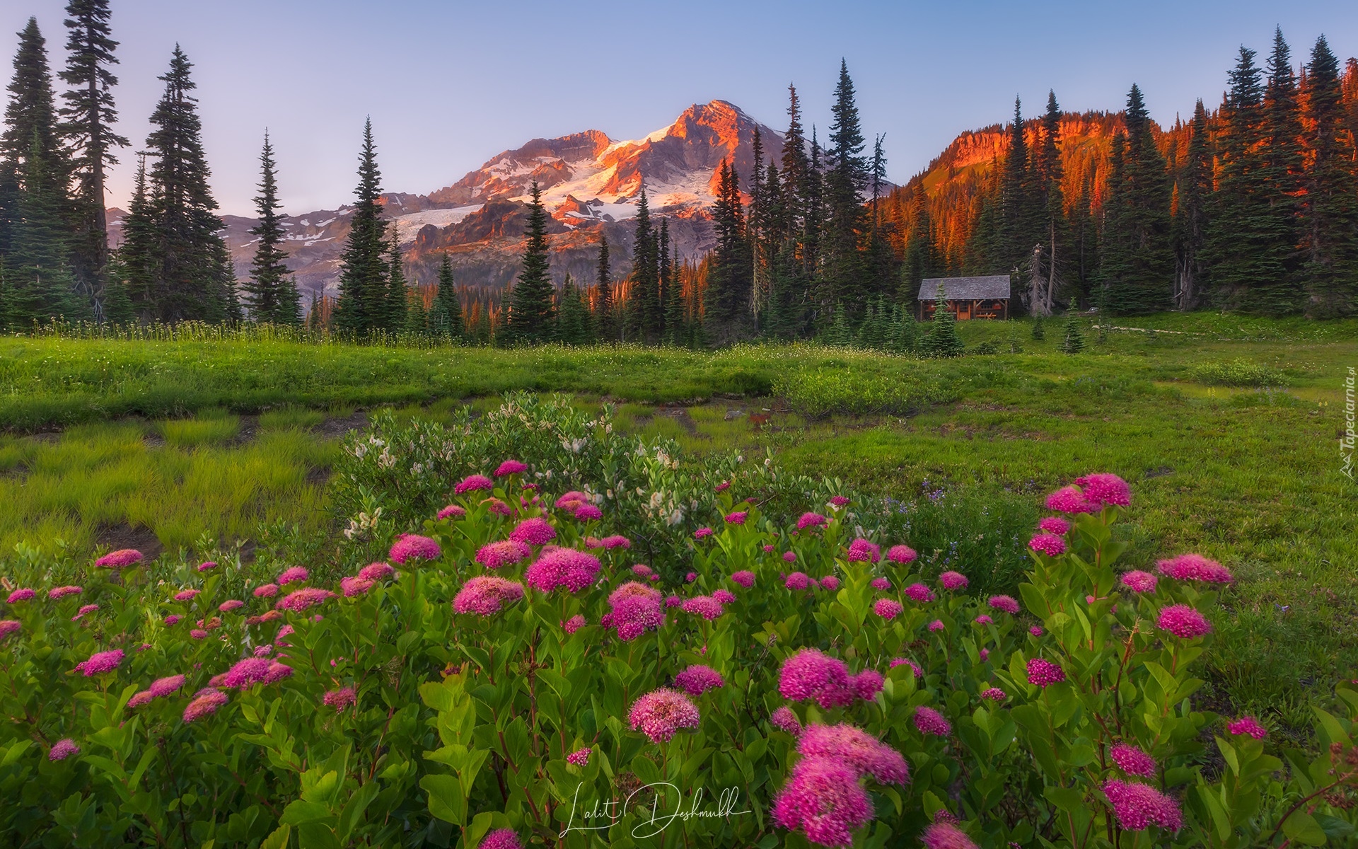 Park Narodowy Mount Rainier, Góry, Tatoosh Range, Łąka, Kwiaty, Tawuła, Drzewa, Stan Waszyngton, Stany Zjednoczone