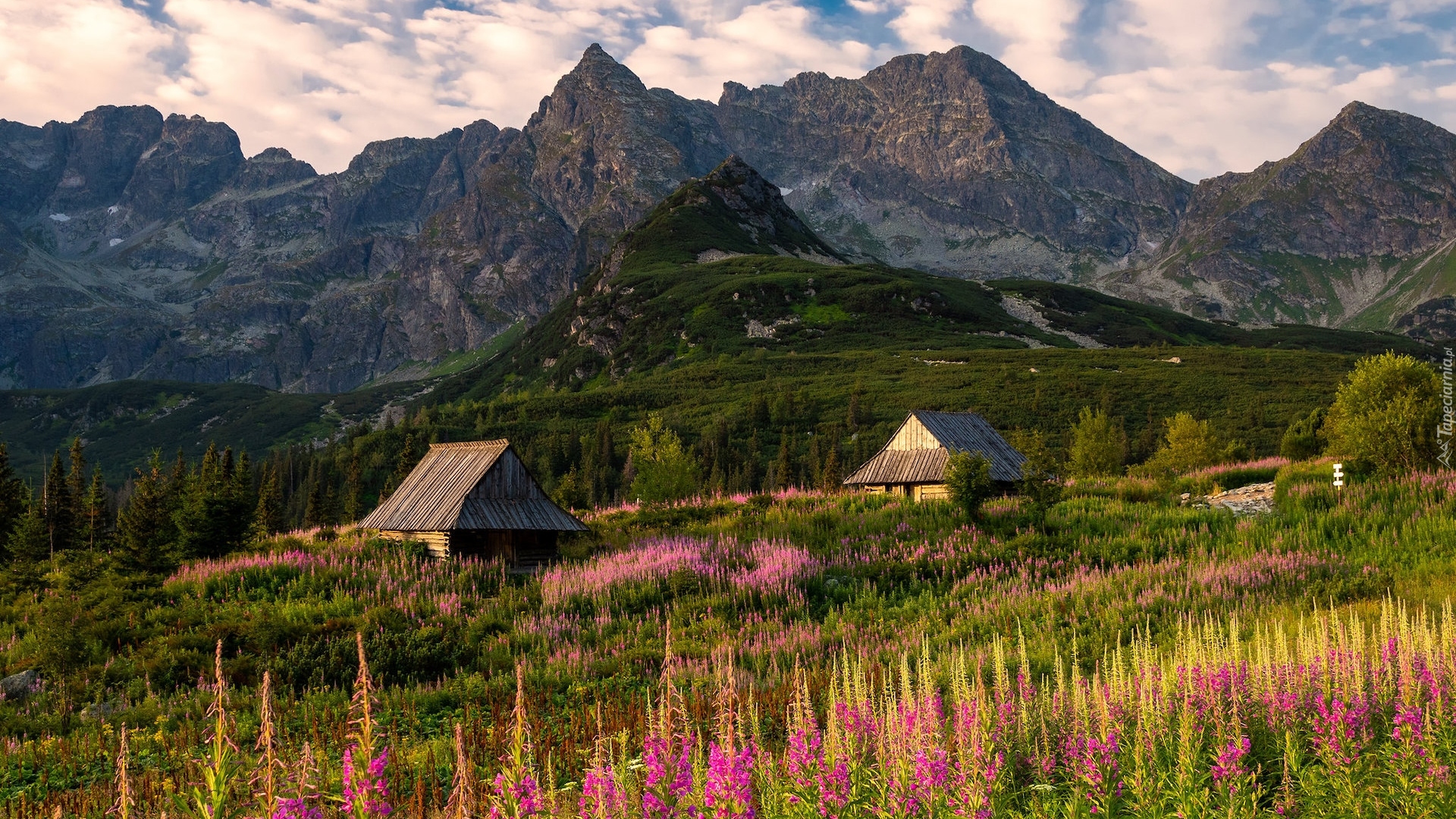 Góry, Tatry, Hala Gąsienicowa, Łąka Domy, Drewniane, Kwiaty, Wierzbówka kiprzyca, Tatrzański Park Narodowy, Polska