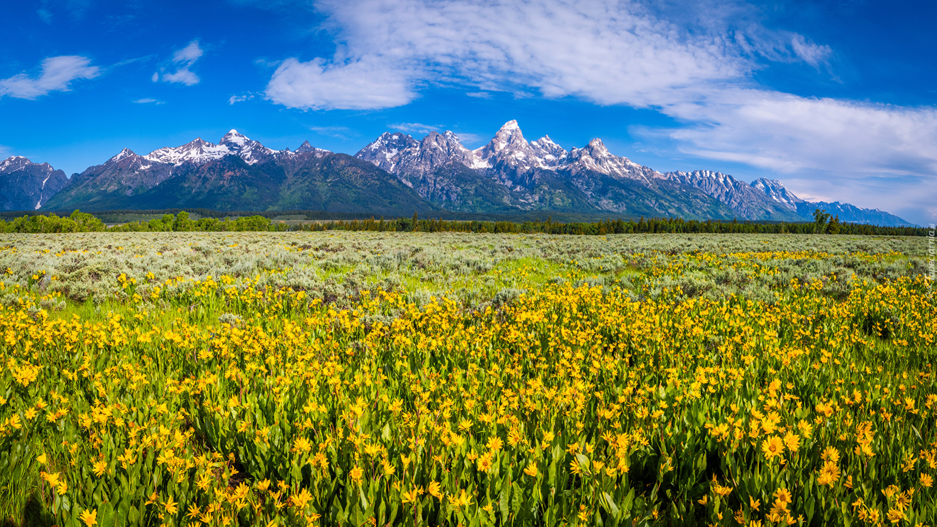 Stany Zjednoczone, Stan Wyoming, Park Narodowy Grand Teton, Góry, Pole, Łąka, Żółte, Kwiaty