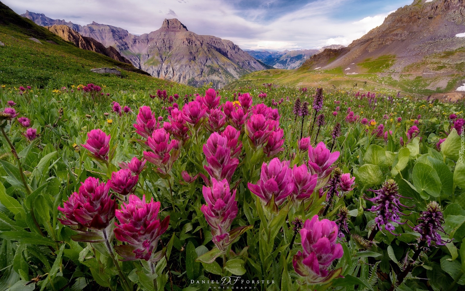 Góry, San Juan Mountains, Różowe, Kwiaty, Łąka, Kolorado, Stany Zjednoczone