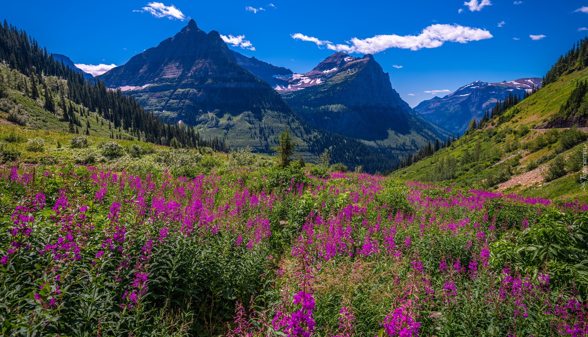 Park Narodowy Glacier, Góry Skaliste, Łąka, Kwiaty, Drzewa, Montana, Stany Zjednoczone