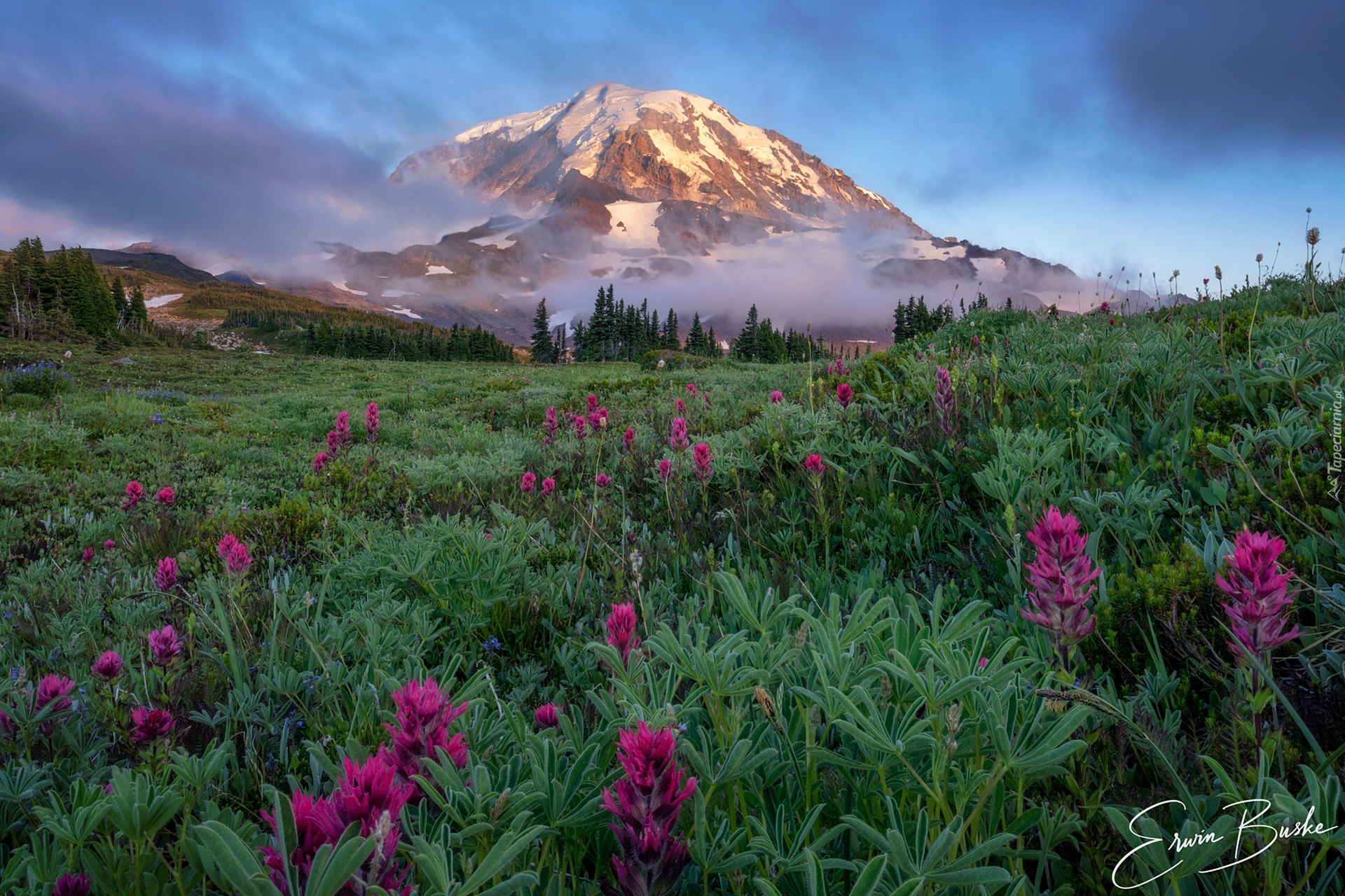 Park Narodowy Mount Rainier, Stratowulkan Mount Rainier, Góry, Łąka, Kwiaty, Stan Waszyngton, Stany Zjednoczone