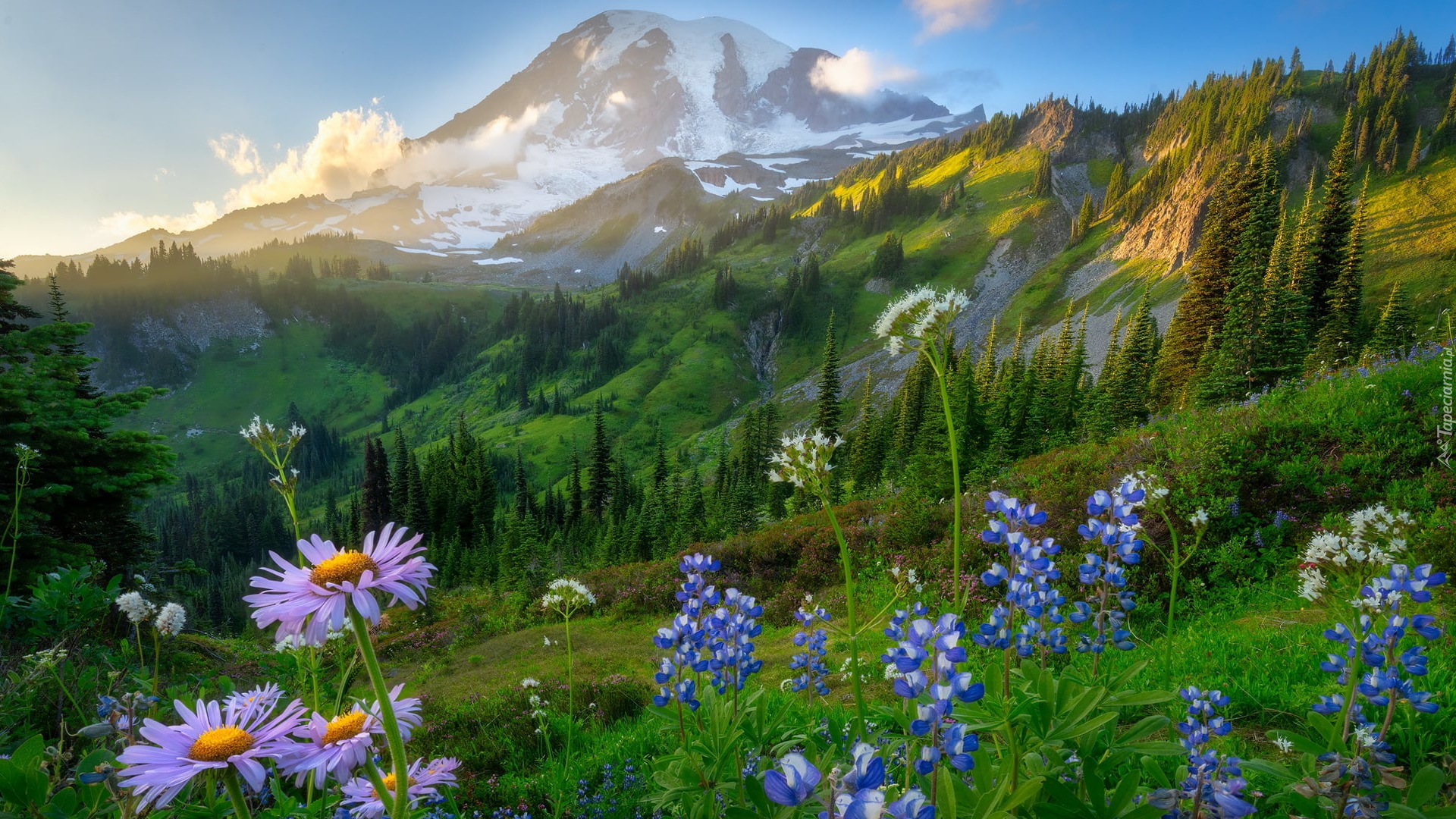 Łąka, Stratowulkan Mount Rainier, Park Narodowy Mount Rainier, Góry, Fioletowe, Kwiaty, Łubin, Wschód słońca, Stan Waszyngton, Stany Zjednoczone