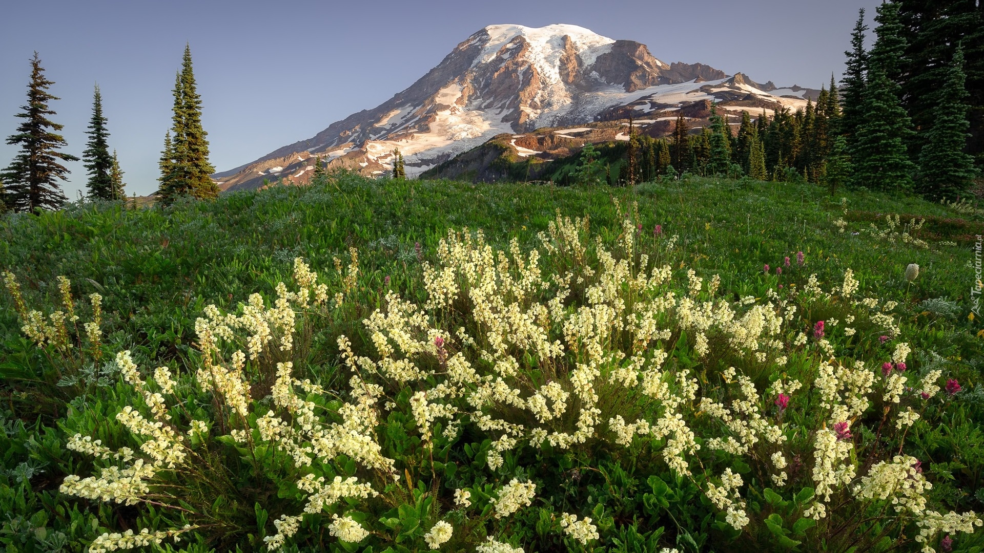 Góry, Drzewa, Łąka, Kwiaty, Żurawka walcowata, Park Narodowy Mount Rainier, Stan Waszyngton, Stany Zjednoczone