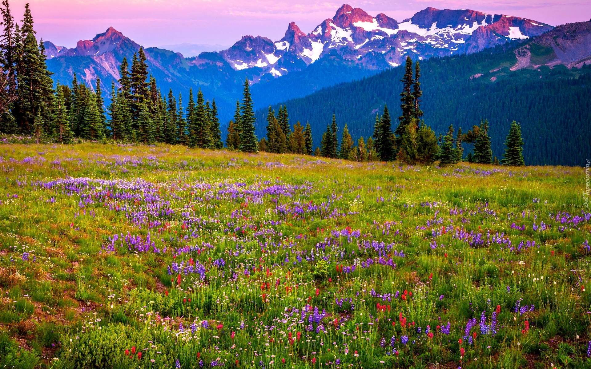 Góry, Łąka, Kwiaty, Stratowulkan Mount Rainier, Park Narodowy Mount Rainier, Stan Waszyngton, Stany Zjednoczone