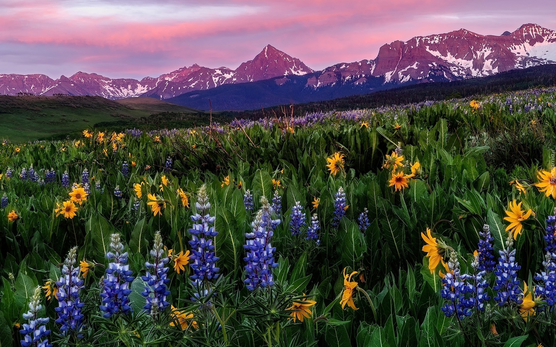 Stany Zjednoczone, Kolorado, Góry, San Juan Mountains, Mount Sneffels, Łąka, Kwiaty, Łubin