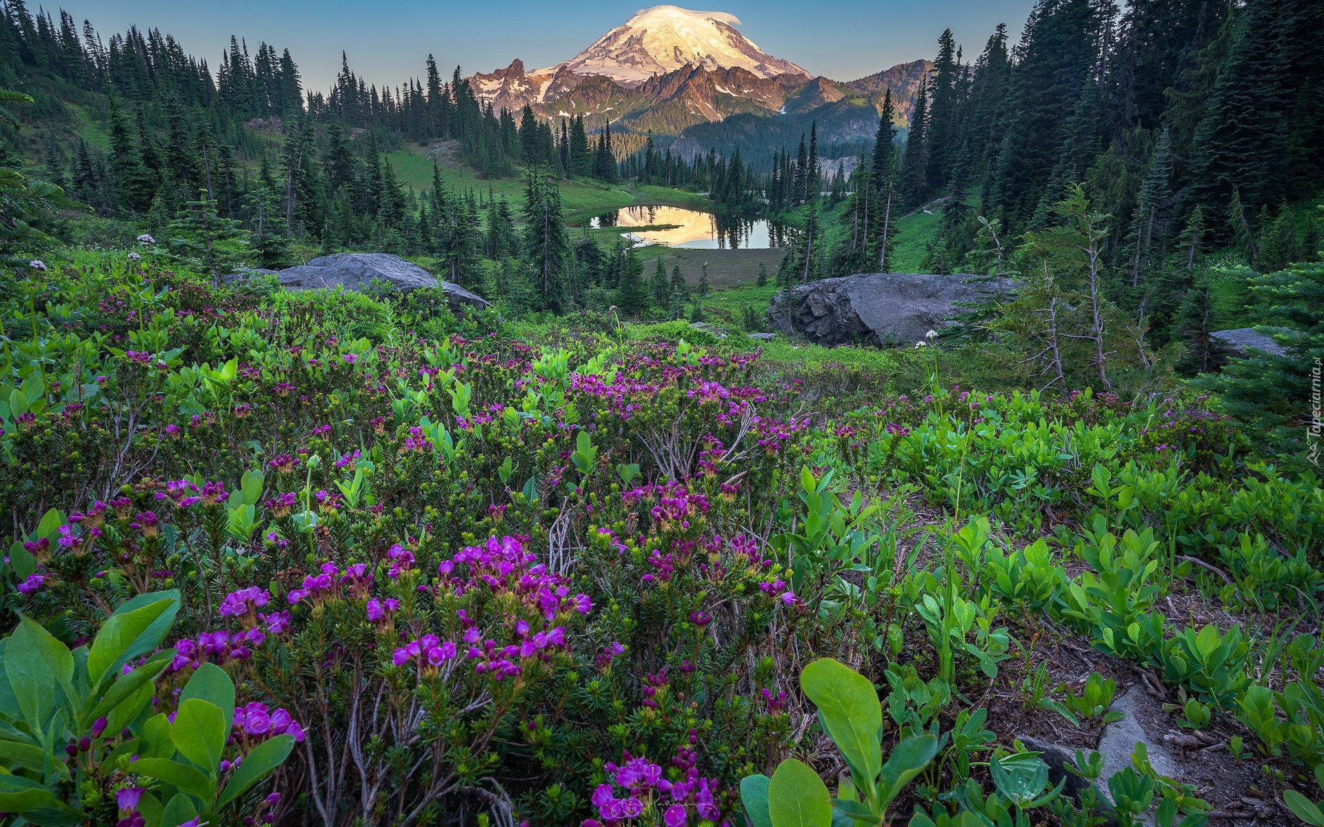 Stany Zjednoczone, Waszyngton, Park Narodowy Mount Rainier, Góry, Jezioro, Tipsoo Lake, Łąka, Kwiaty, Drzewa