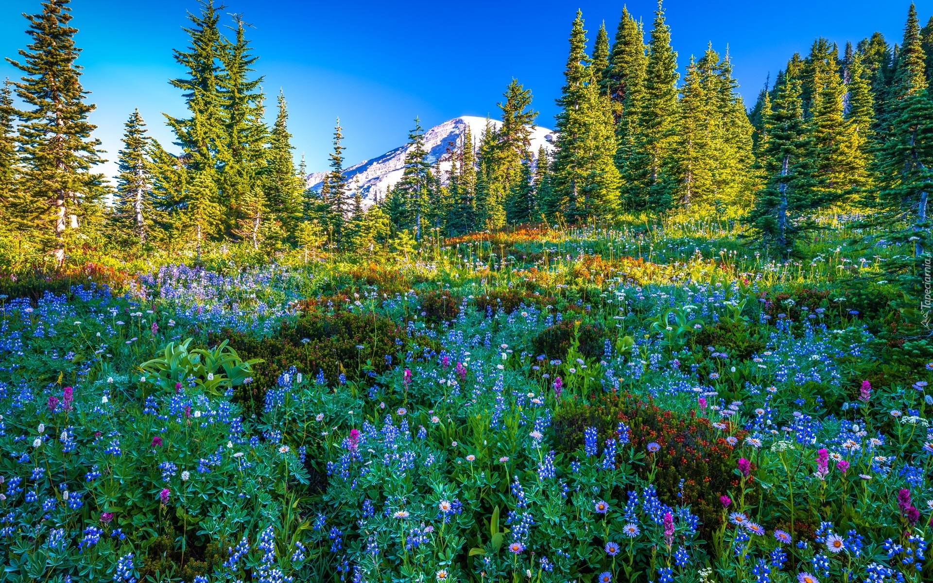 Park Narodowy Mount Rainier, Góry, Stratowulkan Mount Rainier, Drzewa, Świerki, Łąka, Kwiaty, Stan Waszyngton, Stany Zjednoczone