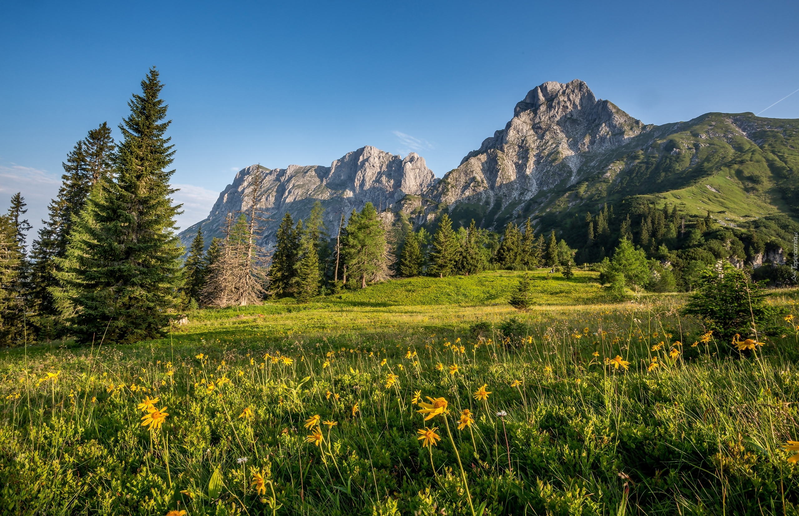 Austria, Góry Alpy, Łąka, Drzewa