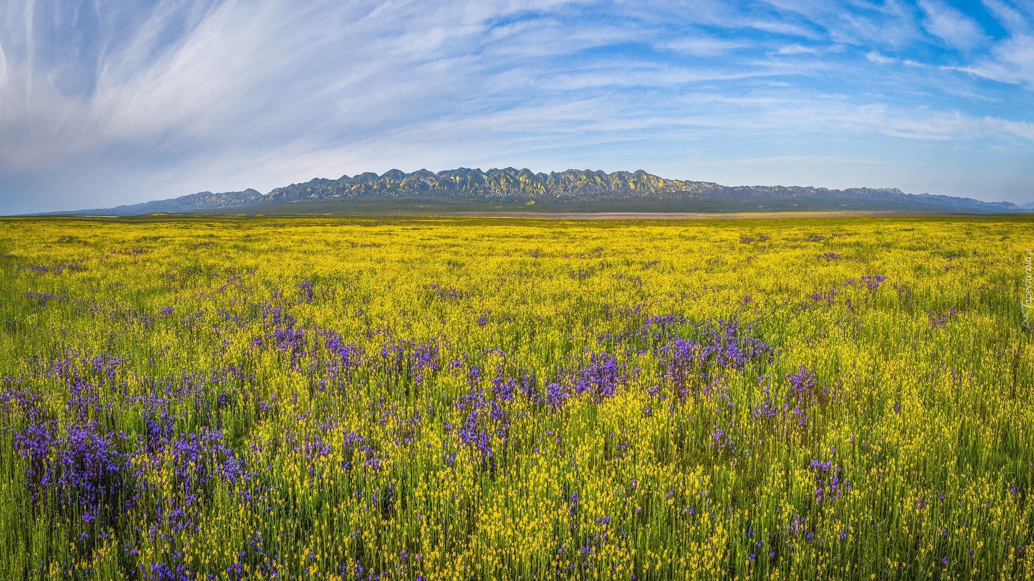 Polne, Kwiaty, Łąka, Góry, Rezerwat przyrody, Carrizo Plain National Monument, Kalifornia, Stany Zjednoczone