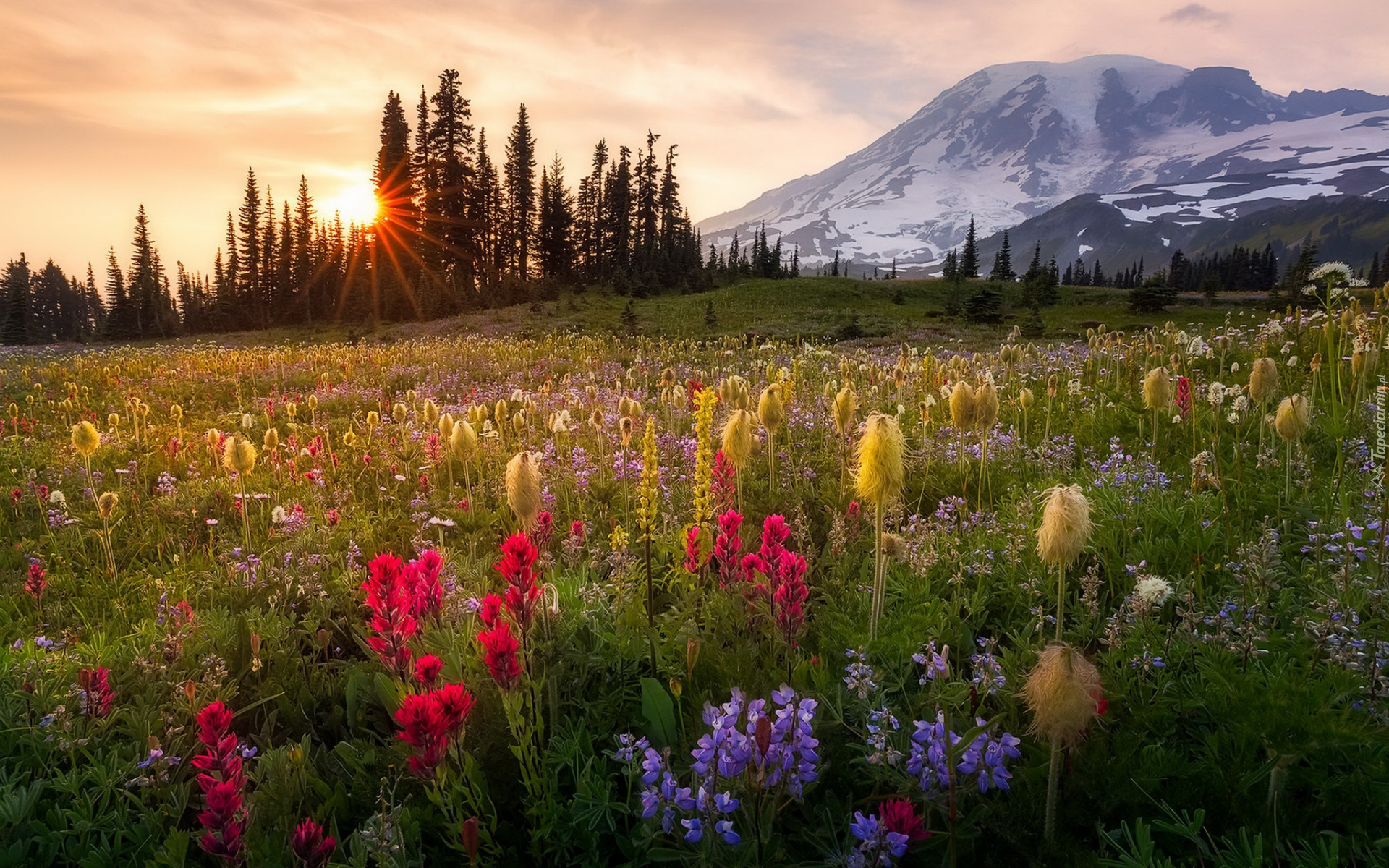 Łąka, Stratowulkan Mount Rainier, Park Narodowy Mount Rainier, Góry, Kwiaty, Alpinia purpurowa, Wschód słońca, Stan Waszyngton, Stany Zjednoczone