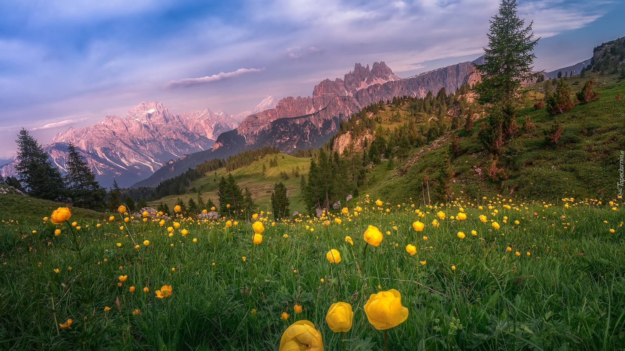 Góry, Dolomity, Dolina, Drzewa, Łąka, Żółte, Kwiaty