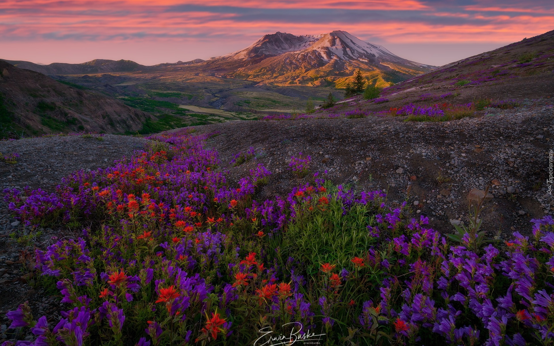 Góry Kaskadowe, Góra, Wulkan Mount St Helens, Drzewa, Łąka, Kwiaty, Castilleja, Wschód słońca, Stan Waszyngton, Stany Zjednoczone