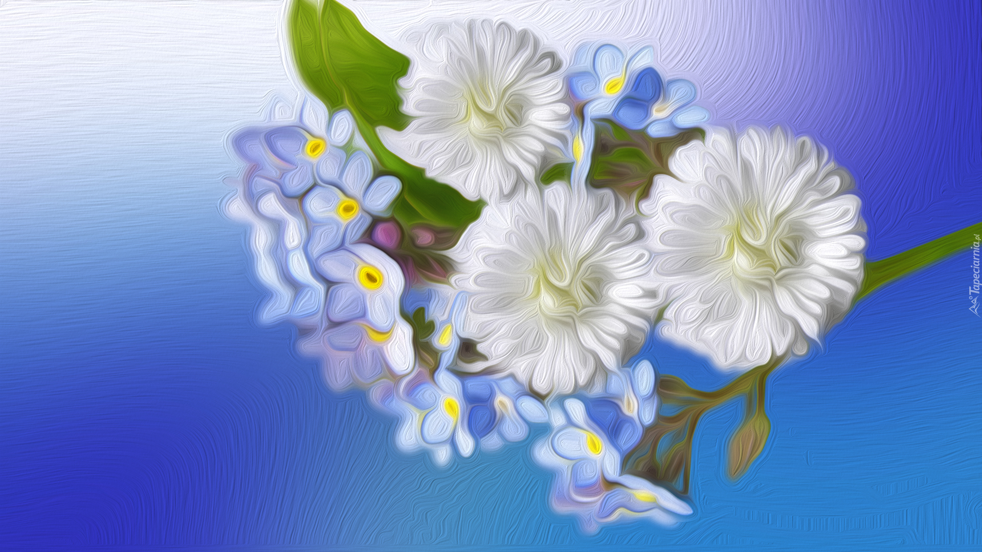 Kwiaty, Niezapominajki, Niebieskie tło