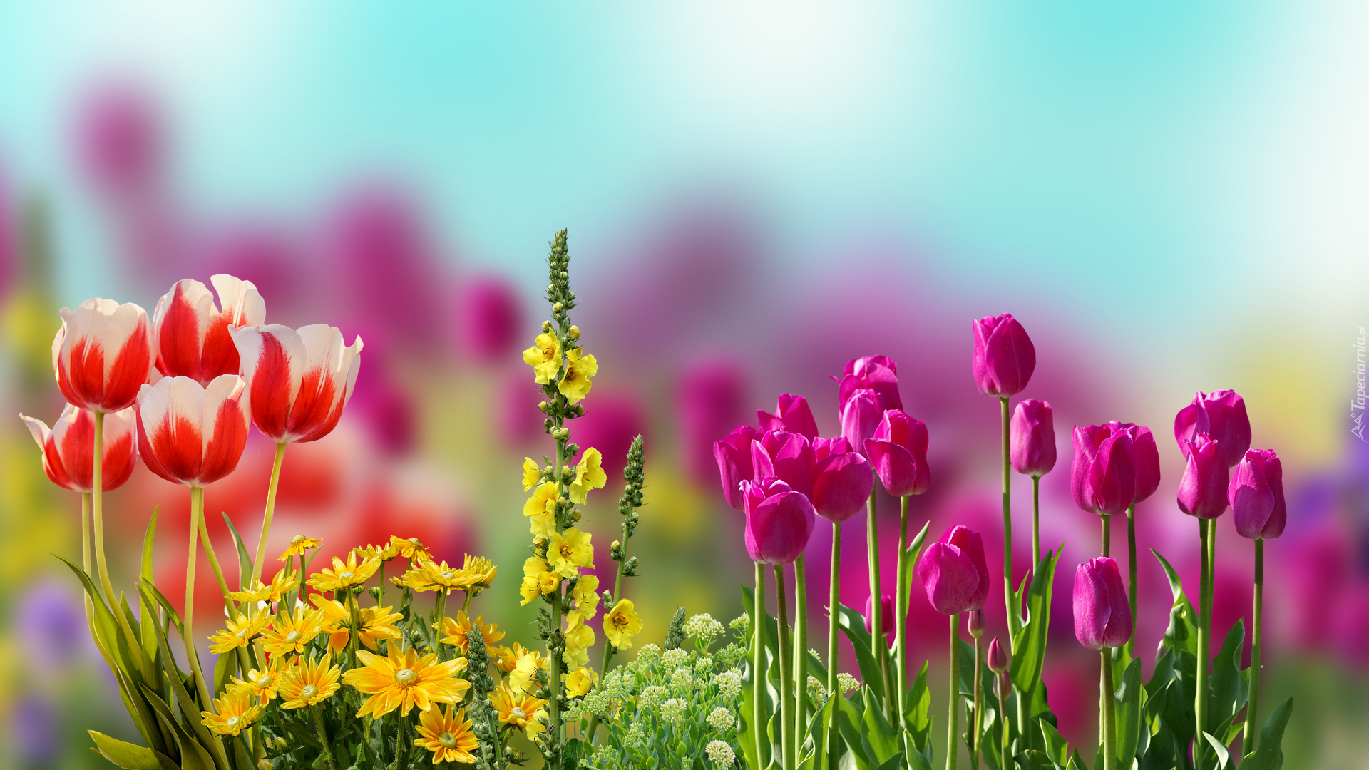 Kwiaty, Tulipany, Rozmycie, Grafika