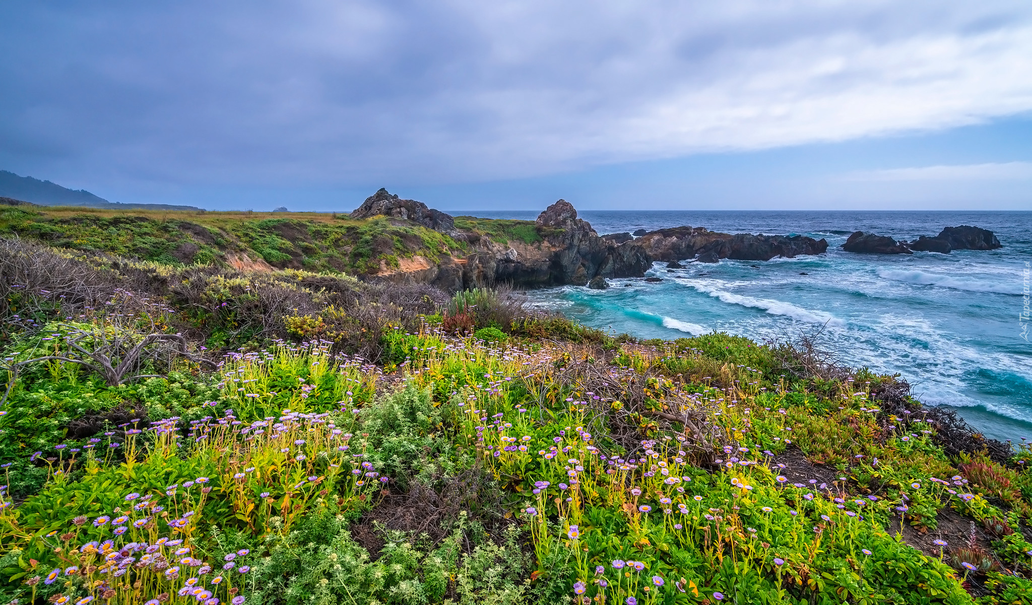 Stany Zjednoczone, Kalifornia, Big Sur, Morze, Ocean Spokojny, Kwiaty, Skały, Rośliny, Wybrzeże