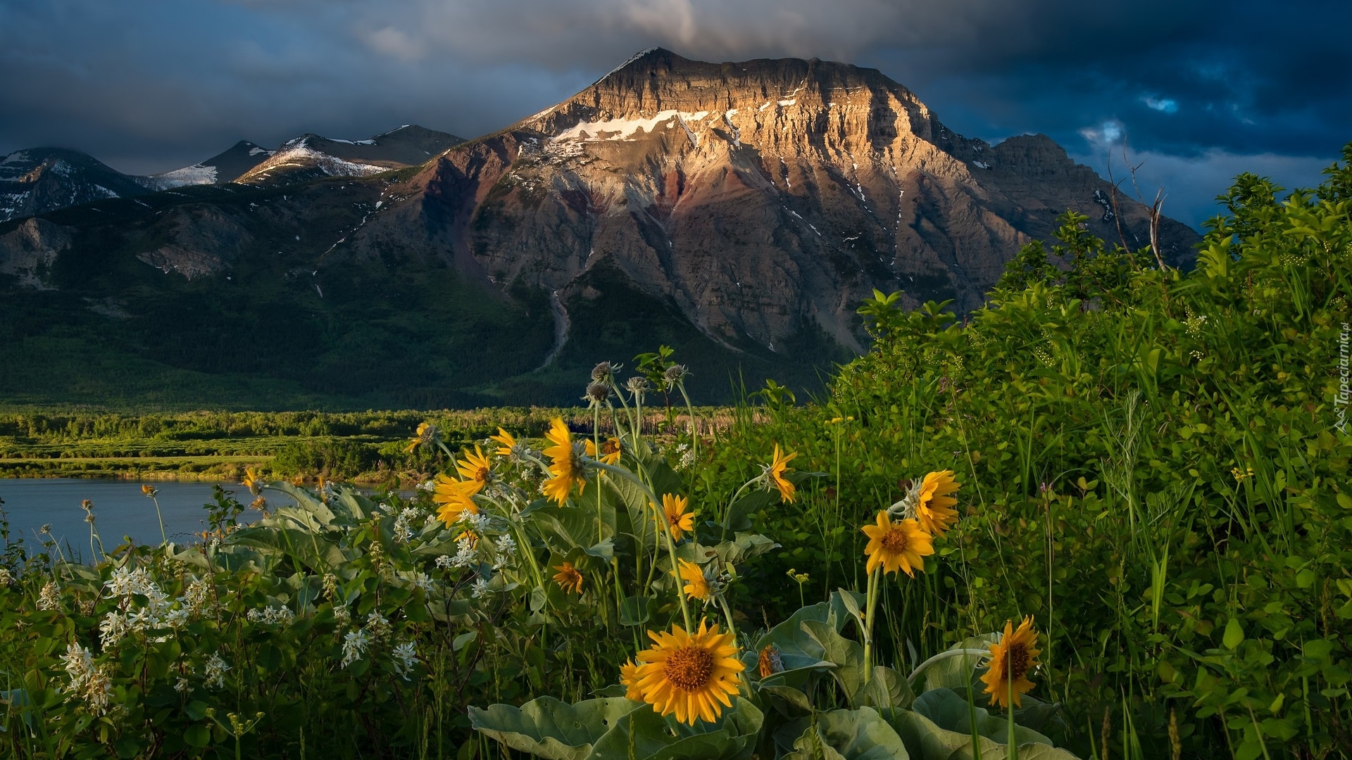 Góra, Jezioro, Chmury, Żółte, Białe, Kwiaty, Park Narodowy Waterton Lakes, Alberta, Kanada