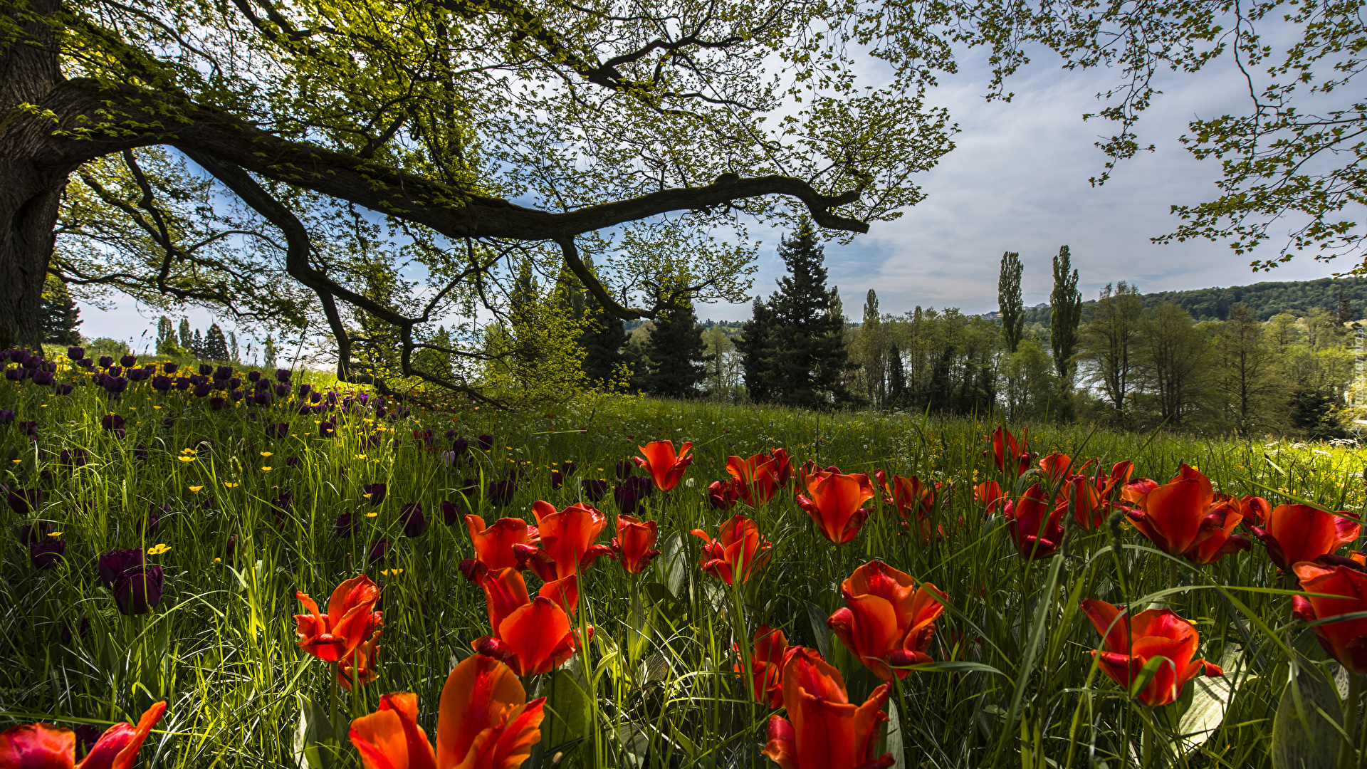 Niemcy, Badenia-Wirtembergia, Wyspa Mainau, Ogród, Park, Wiosna, Tulipany, Trawa, Drzewa