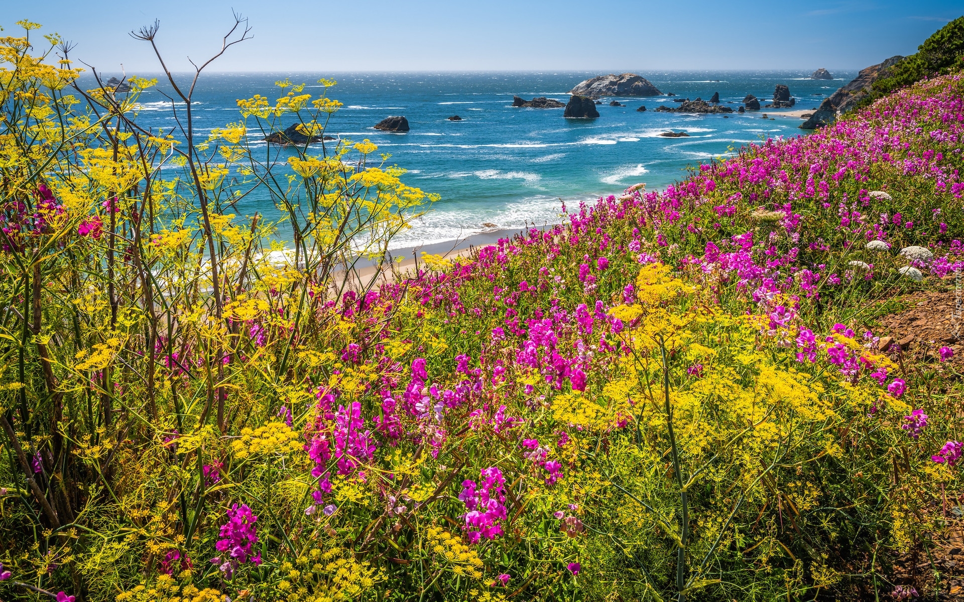 Stany Zjednoczone, Oregon, Morze, Skały, Kwiaty, Wybrzeże, Park stanowy, Samuel H. Boardman