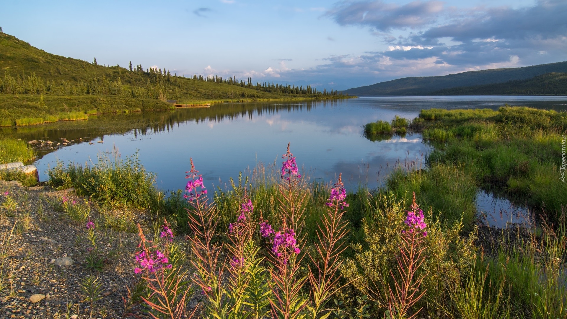 Stany Zjednoczone, Alaska, Park Narodowy Denali, Lasy, Jezioro, Wonder Lake, Trawa, Góry, Drzewa