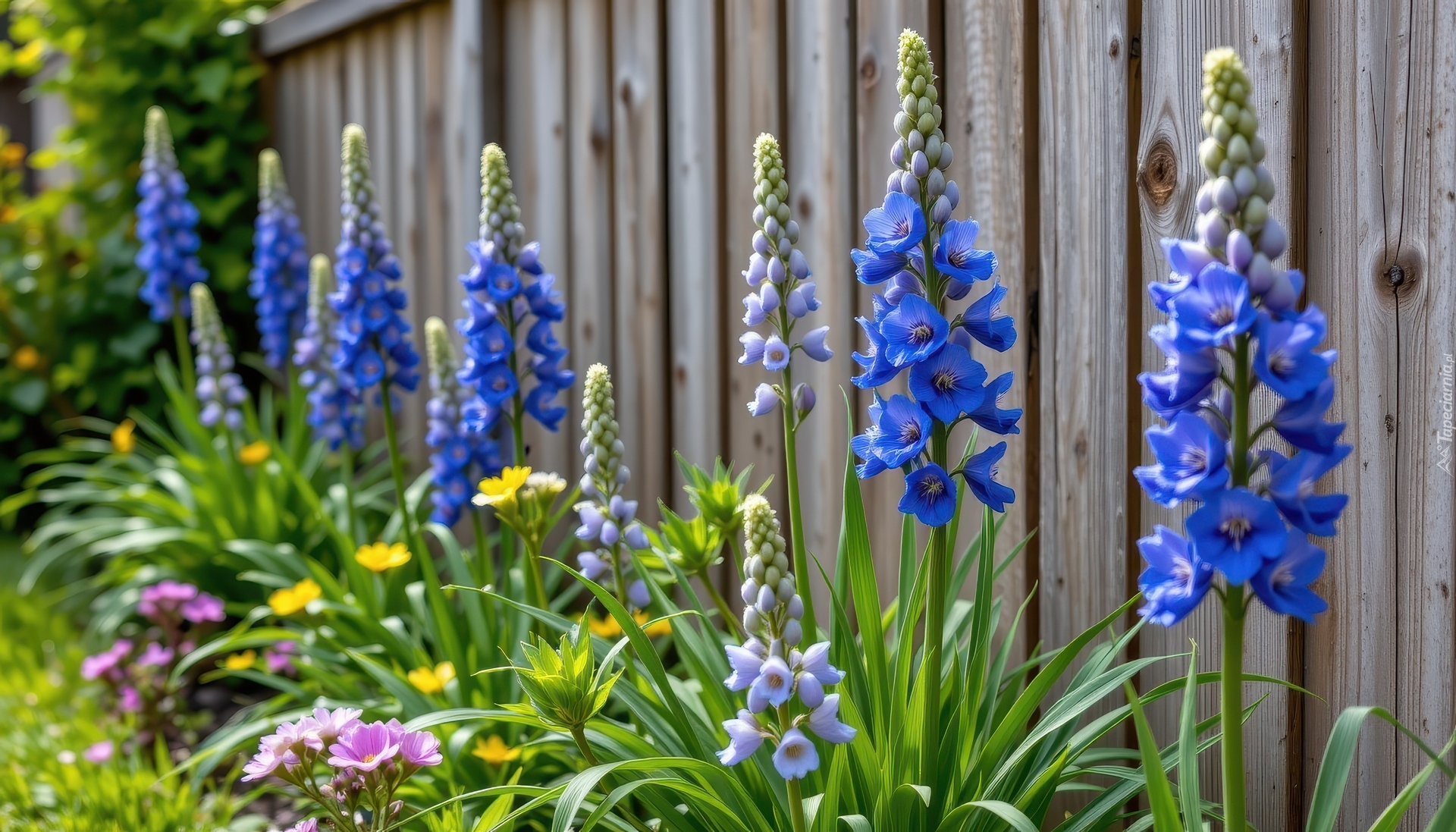 Kwiaty, Niebieska, Ostróżka, Płot