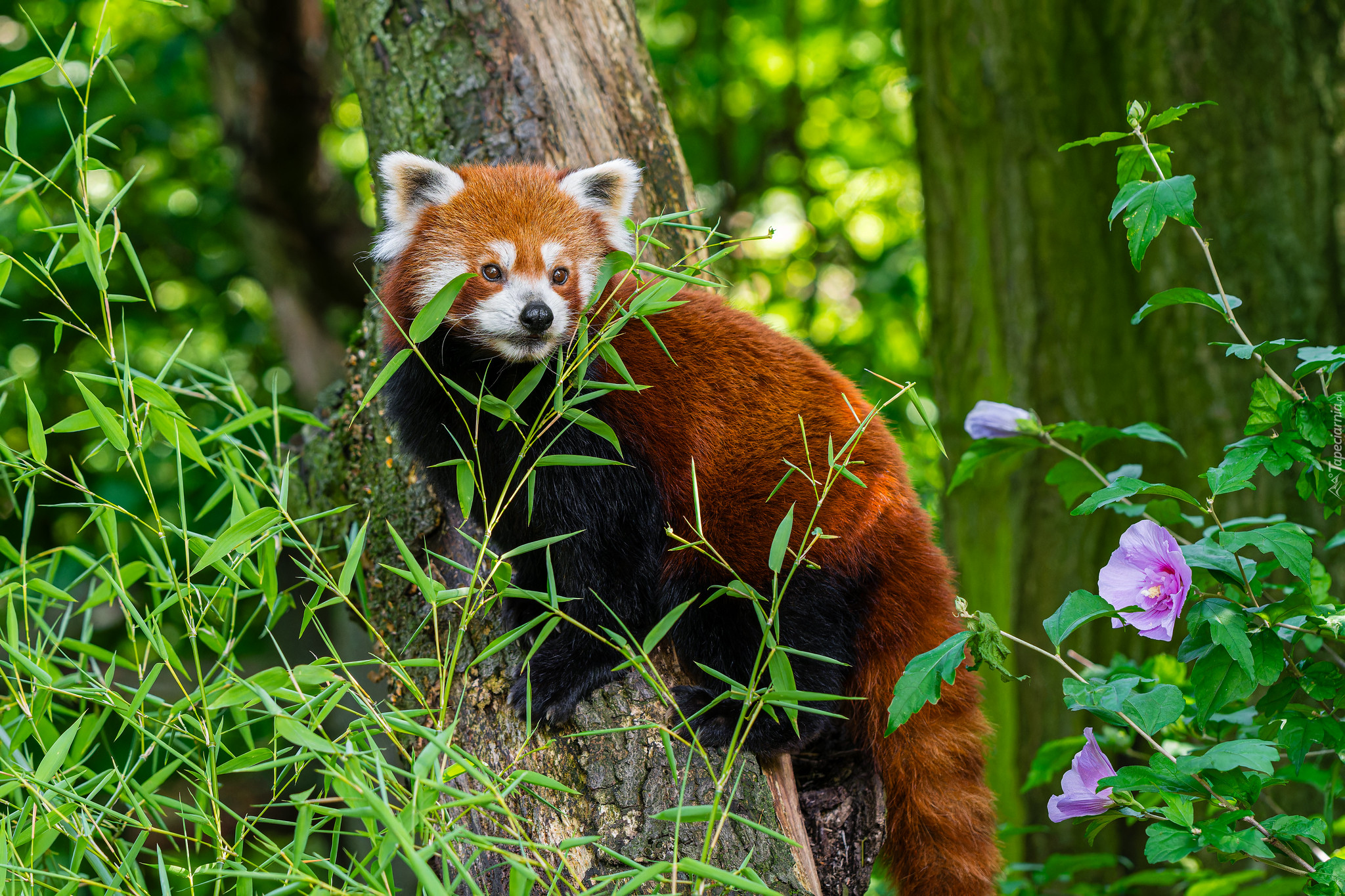 Pandka ruda, Drzewa, Liście, Kwiatek