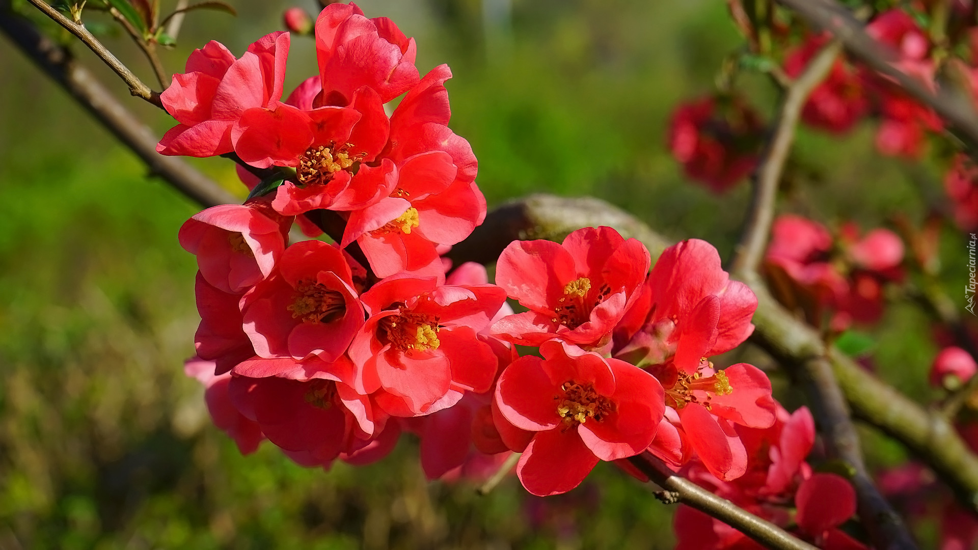 Kwiaty, Pigwowiec japoński, Gałązka