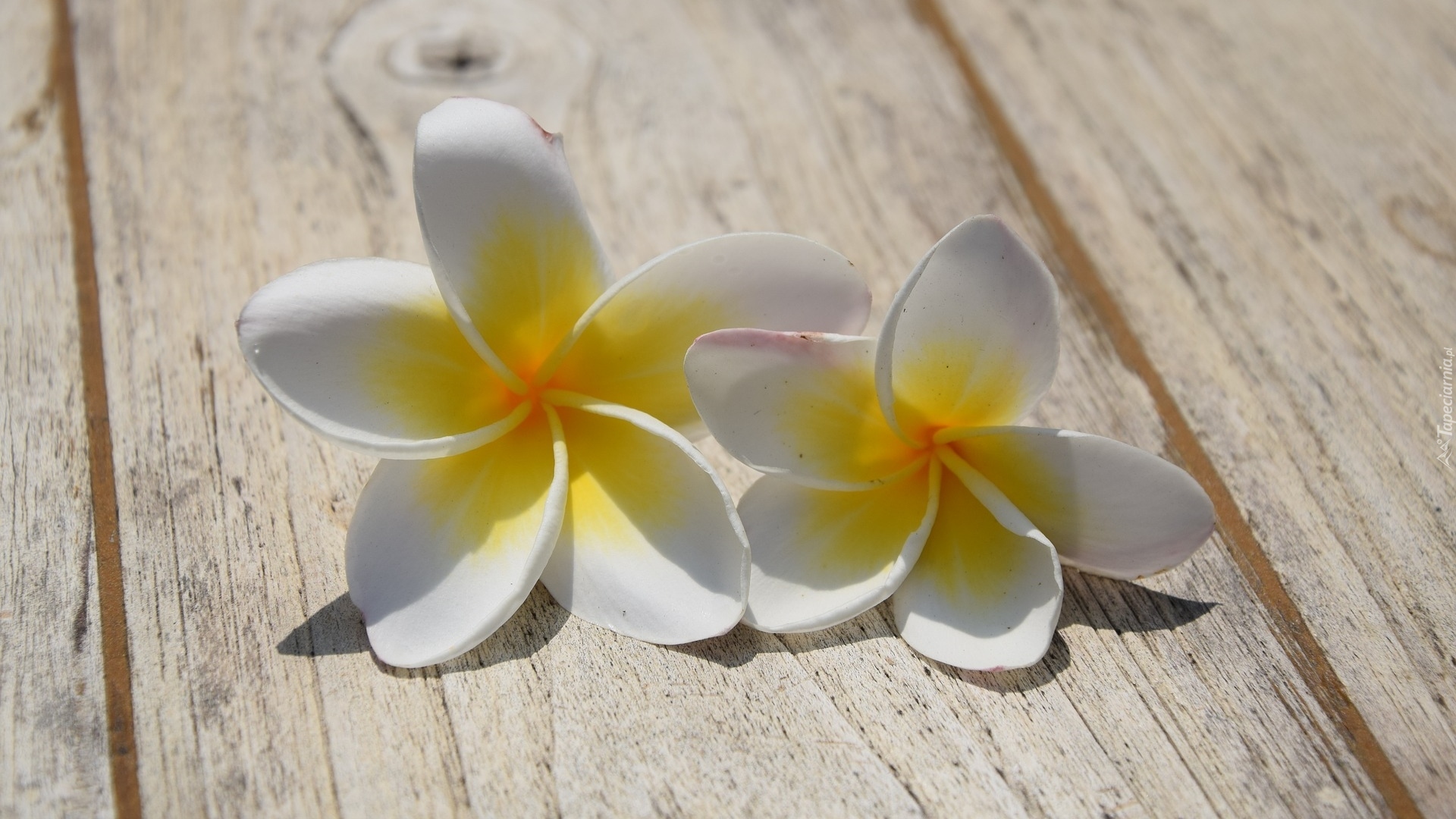 Kwiaty, Plumeria, Deski