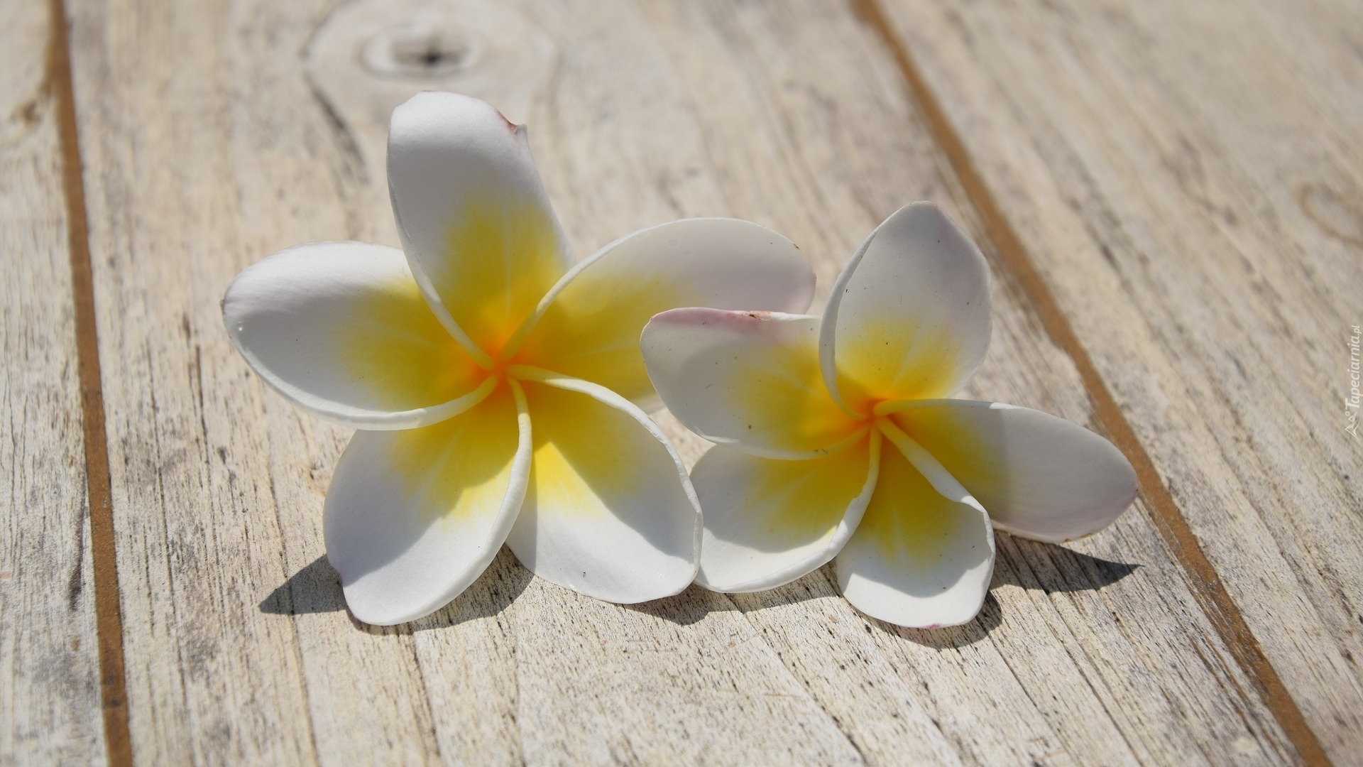 Kwiaty, Plumeria, Deski