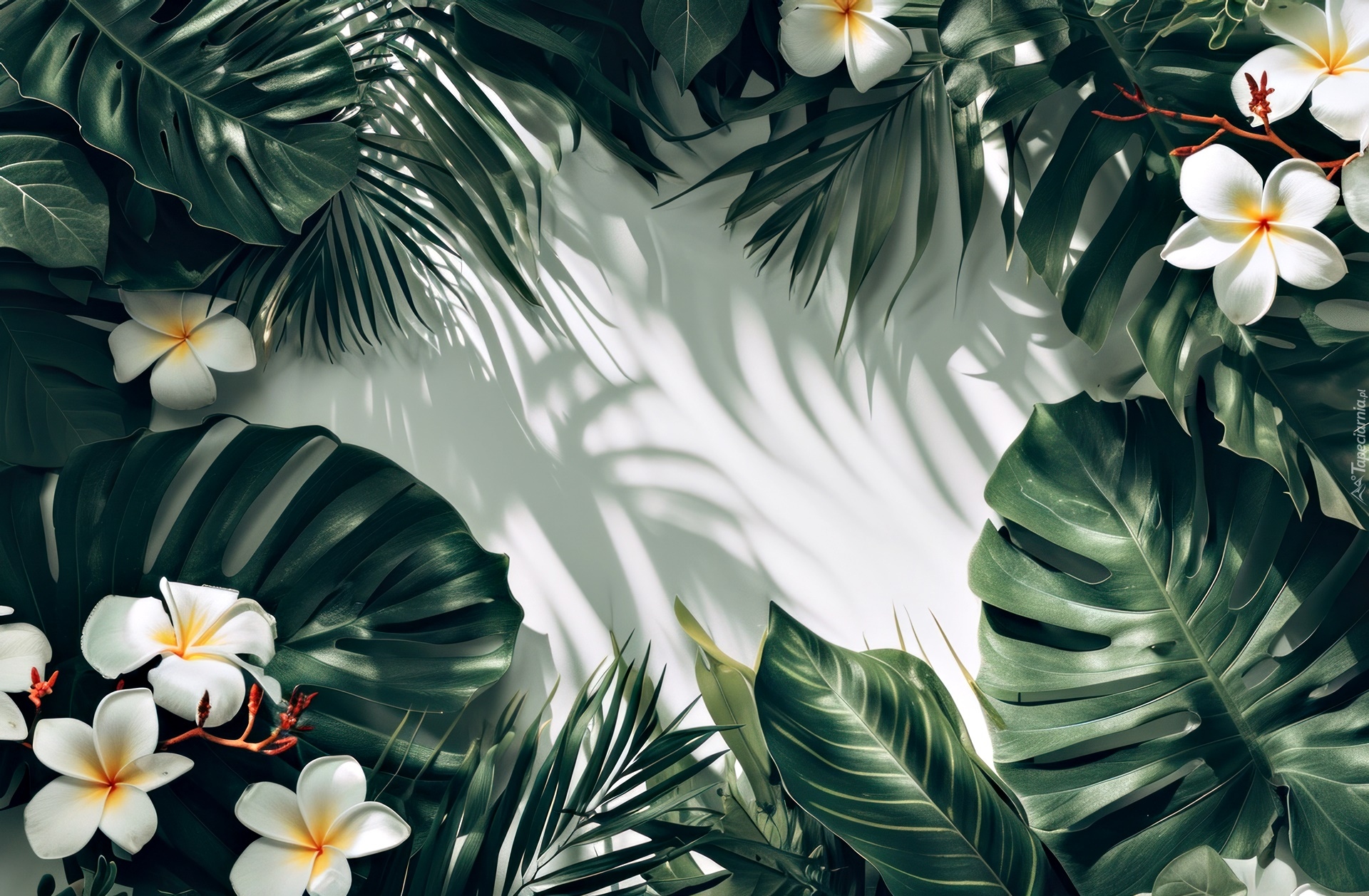 Plumeria, Kwiaty, Liście, Monstera, Światło, Cień, Grafika