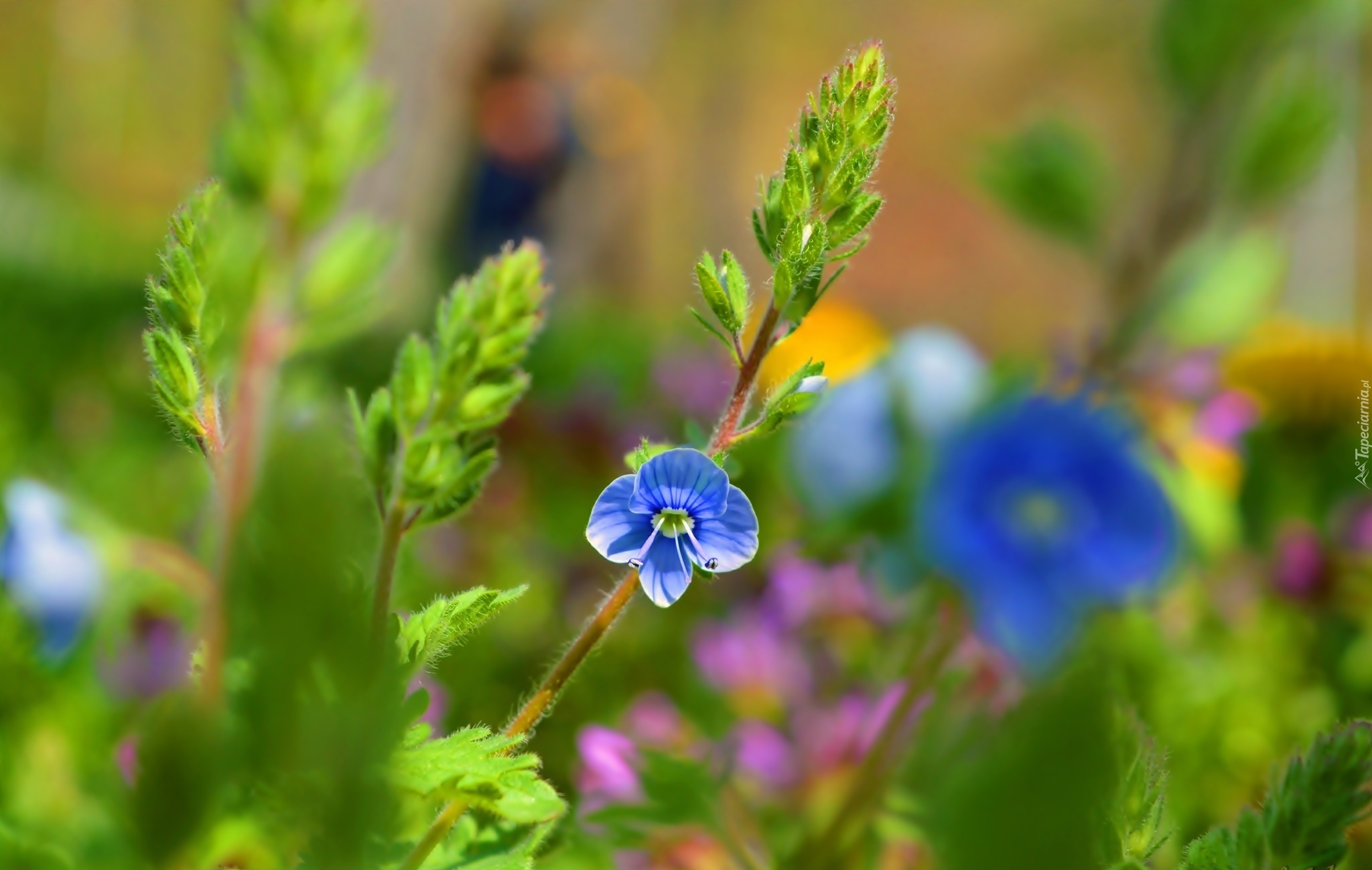 Przetacznik ożankowy, Niebieski, Kwiatek