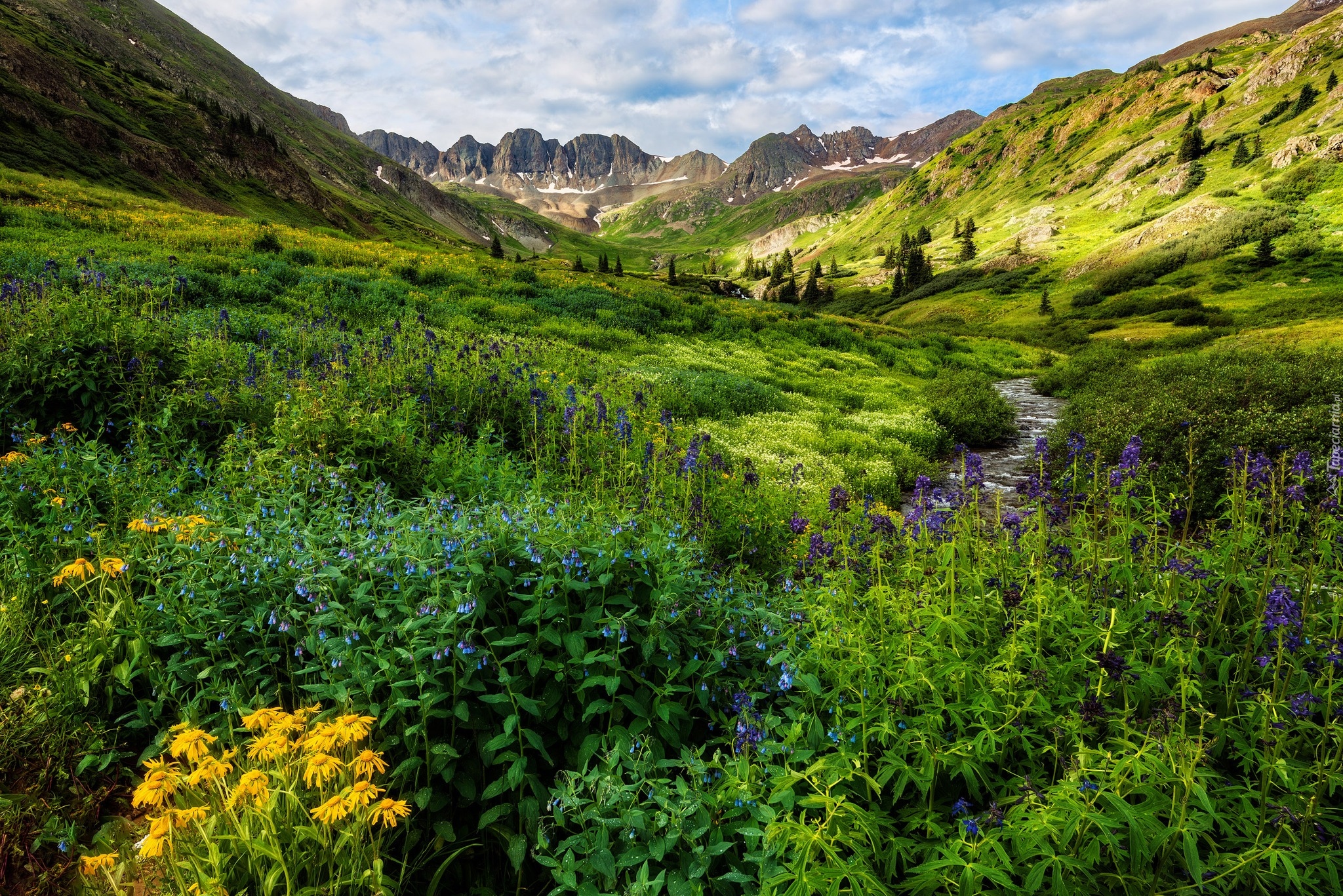 Stany Zjednoczone, Kolorado, Góry, San Juan Mountains, Łąka, Kolorowe, Kwiaty, Strumyk, Poranek