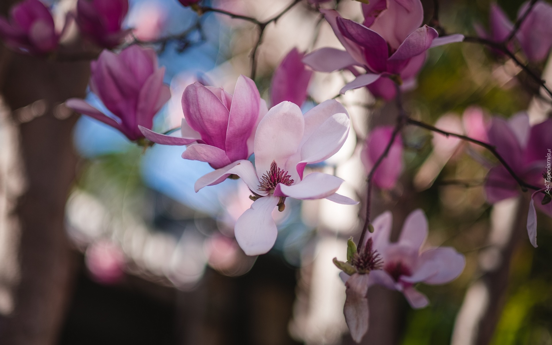 Gałęzie, Bladoróżowe, Rozwinięte, Kwiaty, Magnolia