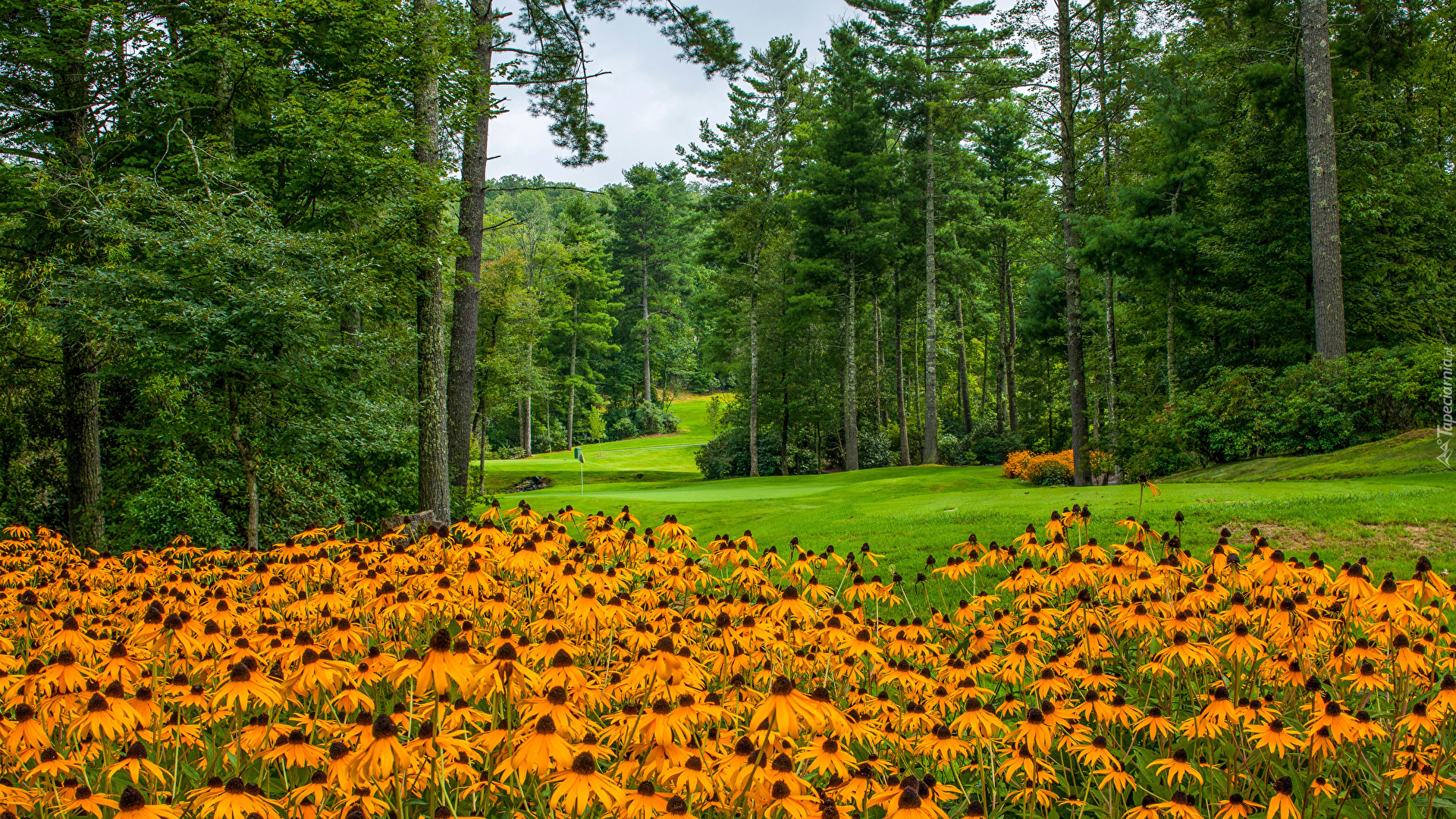 Park, Kwiaty, Rudbekia, Trawniki, Drzewa