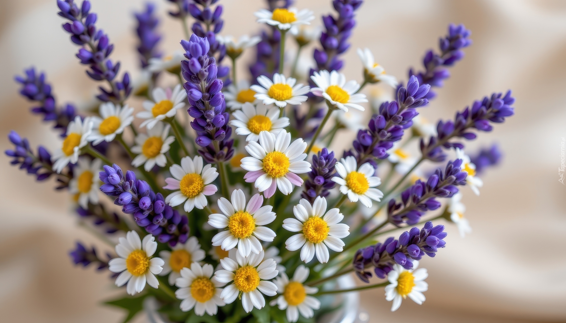 Lawenda, Rumianek, Kwiaty