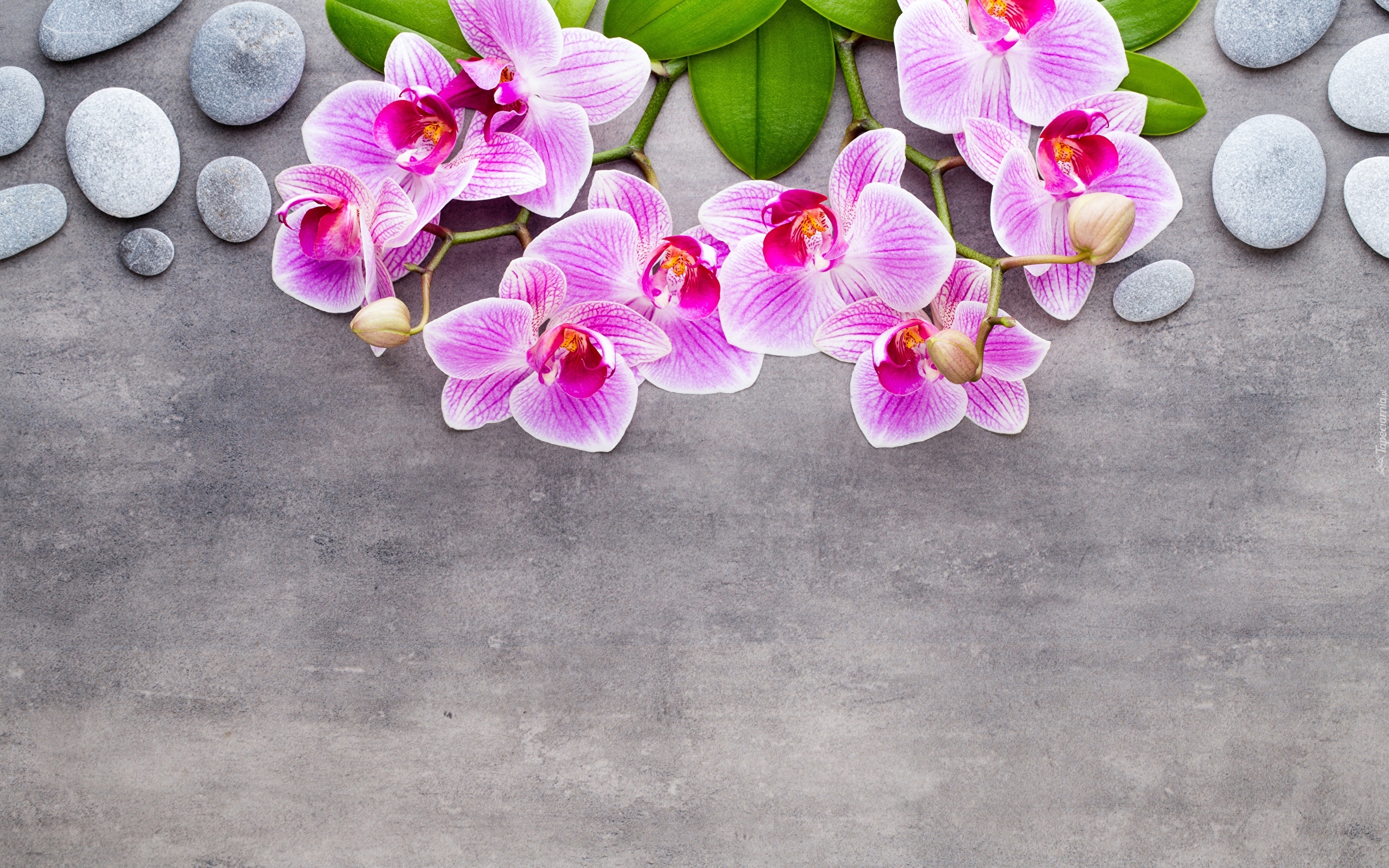 Kwiaty, Orchidea, Storczyki, Kamienie, Liście