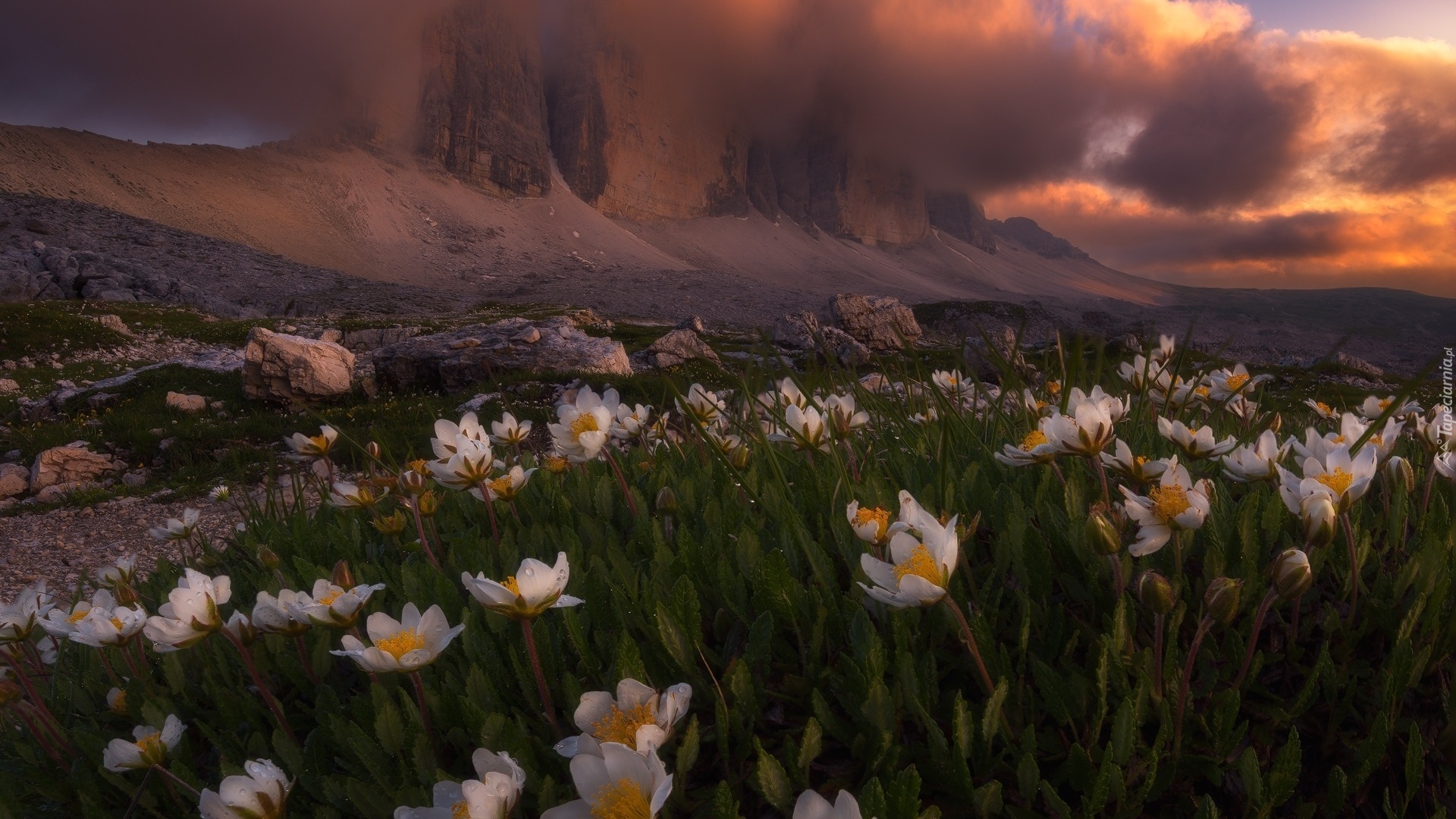 Włochy, Dolomity, Góry, Masyw Tre Cime di Lavaredo, Ciemne, Chmury, Białe, Kwiaty, Łąka