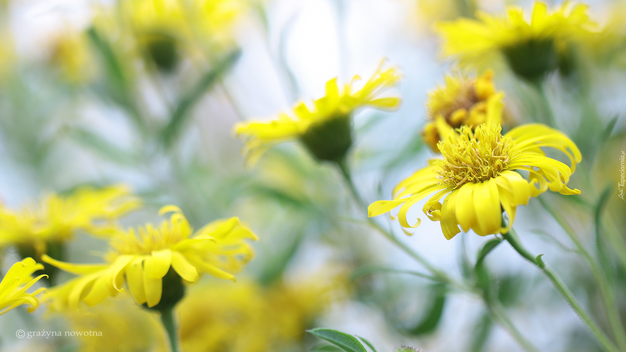 Żółte, Kwiaty, Rozmyte tło