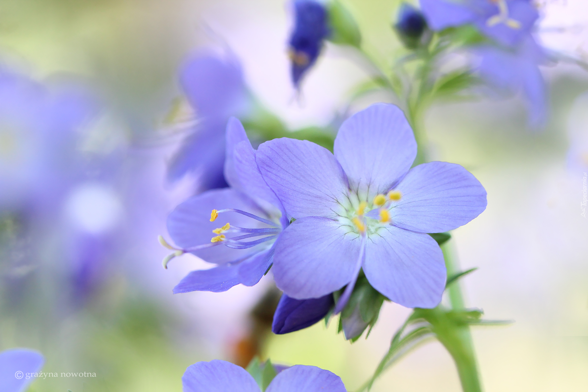 Wielosił błękitny, Liliowy, Kwiat
