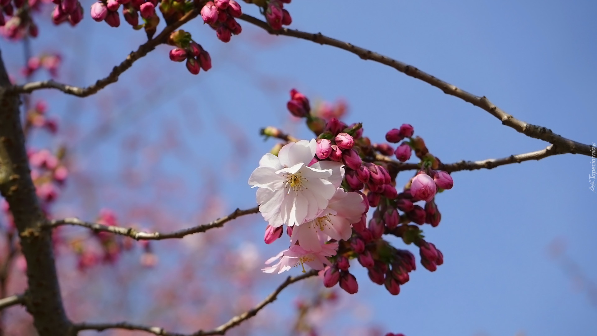 Drzewo owocowe, Wiśnia japońska, Różowe, Kwiaty