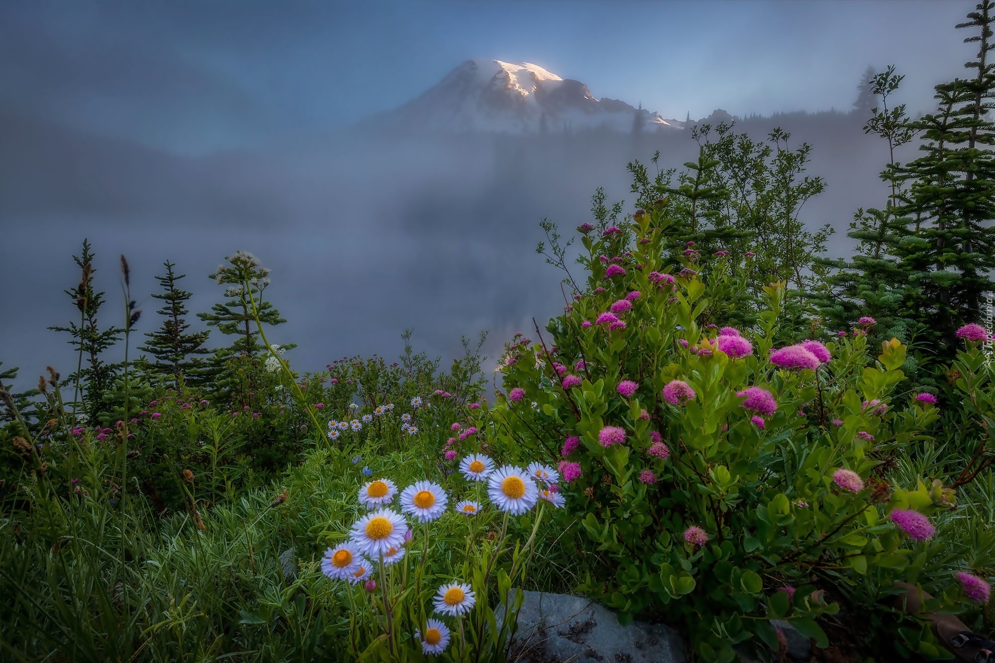 Stany Zjednoczone, Stan Waszyngton, Park Narodowy Mount Rainier, Szczyt Mount Rainier, Stratowulkan, Mgła, Kwiaty, Rośliny